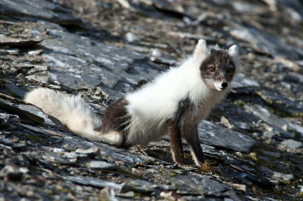 Spitsbergen Circumnavigation: A Rite of Passage