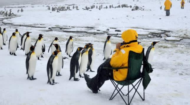 Meet 5 Fascinating Antarctic Penguins - Quark Expeditions