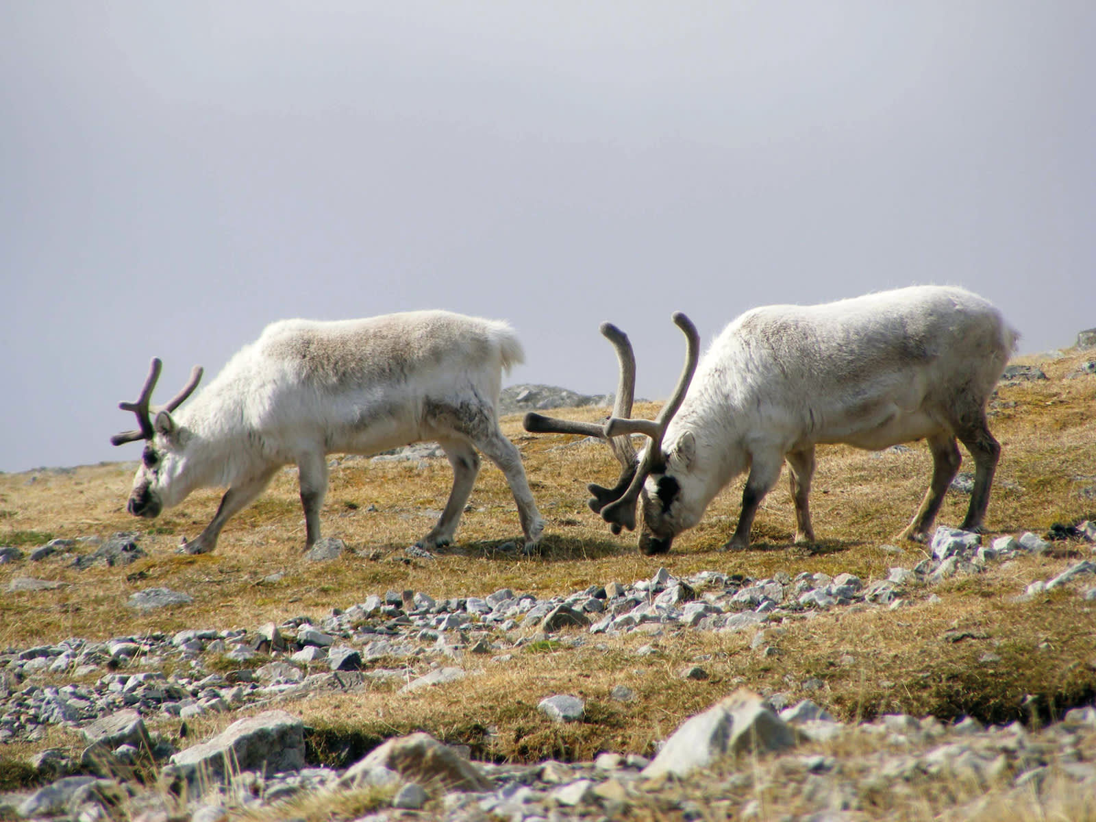 Three Arctic Islands: Iceland, Greenland, Spitsbergen
