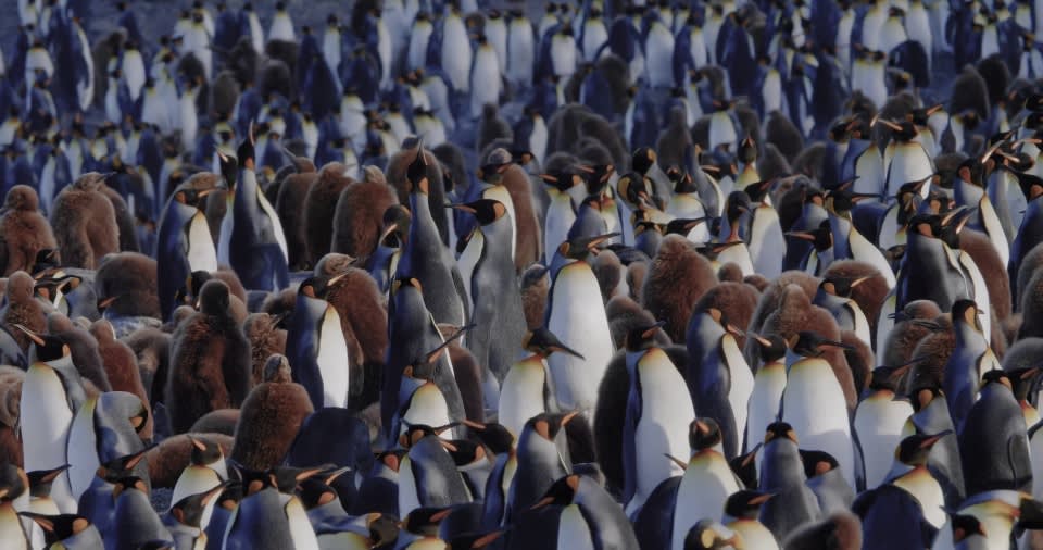 South Georgia and Antarctic Peninsula: Penguin Safari