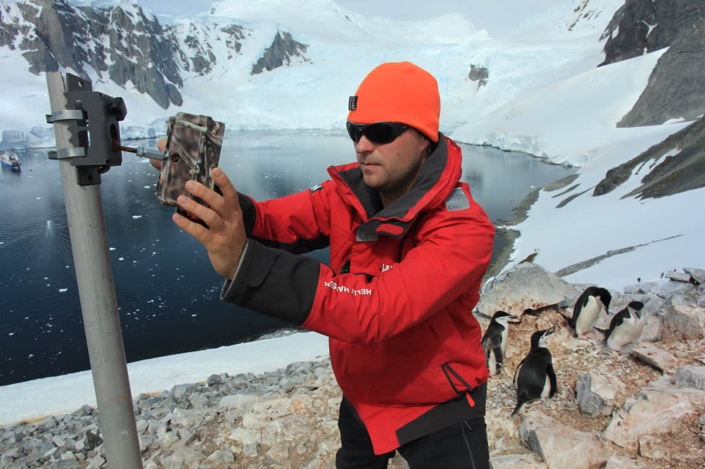 Polar-Passionate 'Citizen Scientists' Invited to Participate in Antarctic Penguin Watch Project