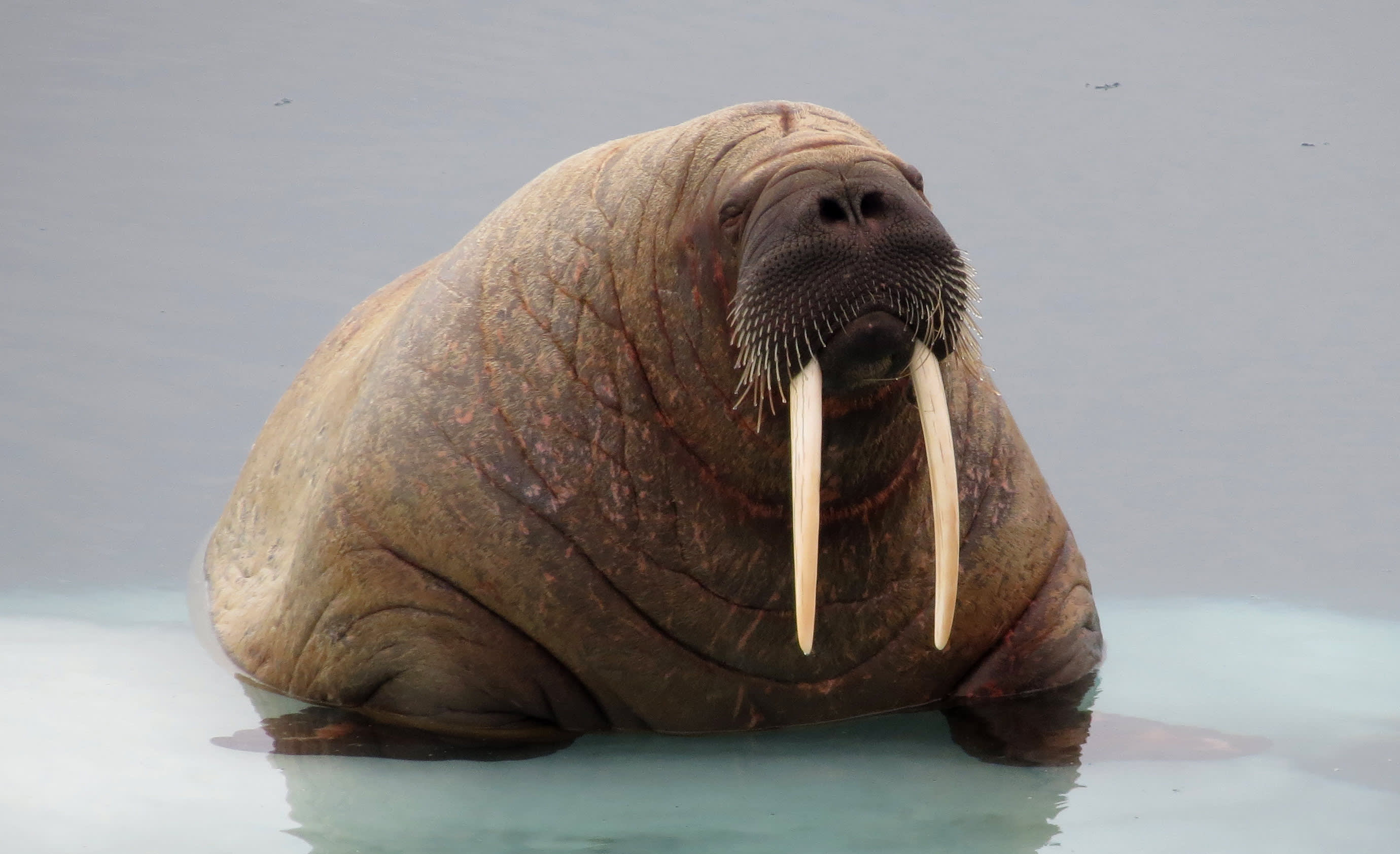 Northwest Passage: Epic High Arctic