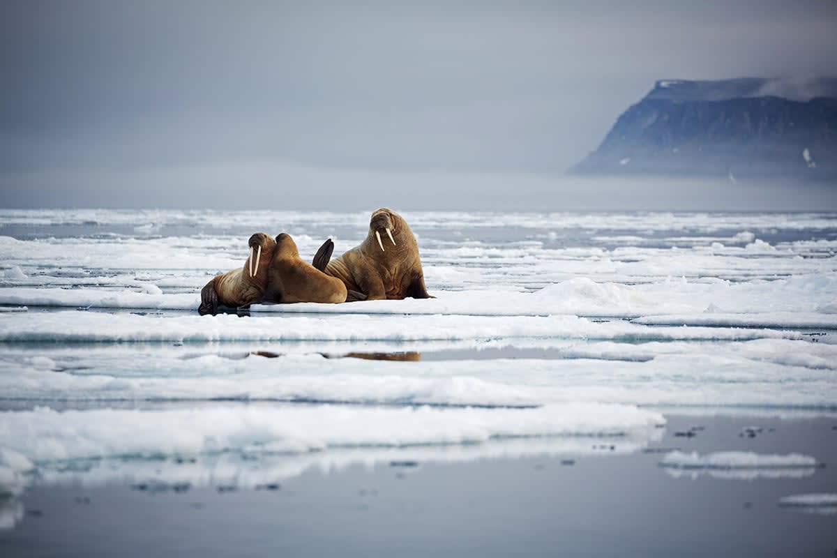 Arctic Saga: Exploring Spitsbergen via the Faroes and Jan Mayen