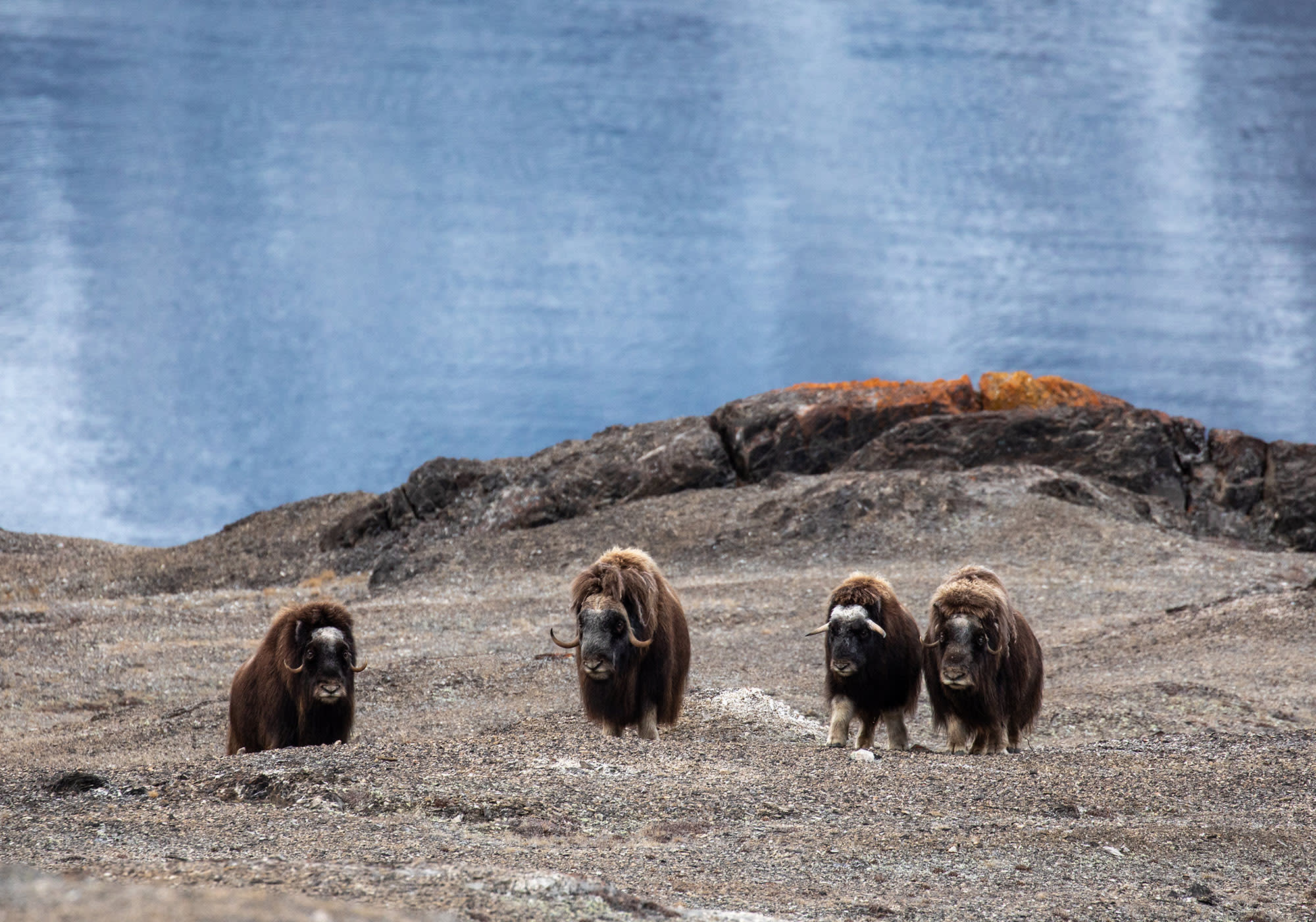 Iceland to Greenland: Total Solar Eclipse, 13 Days