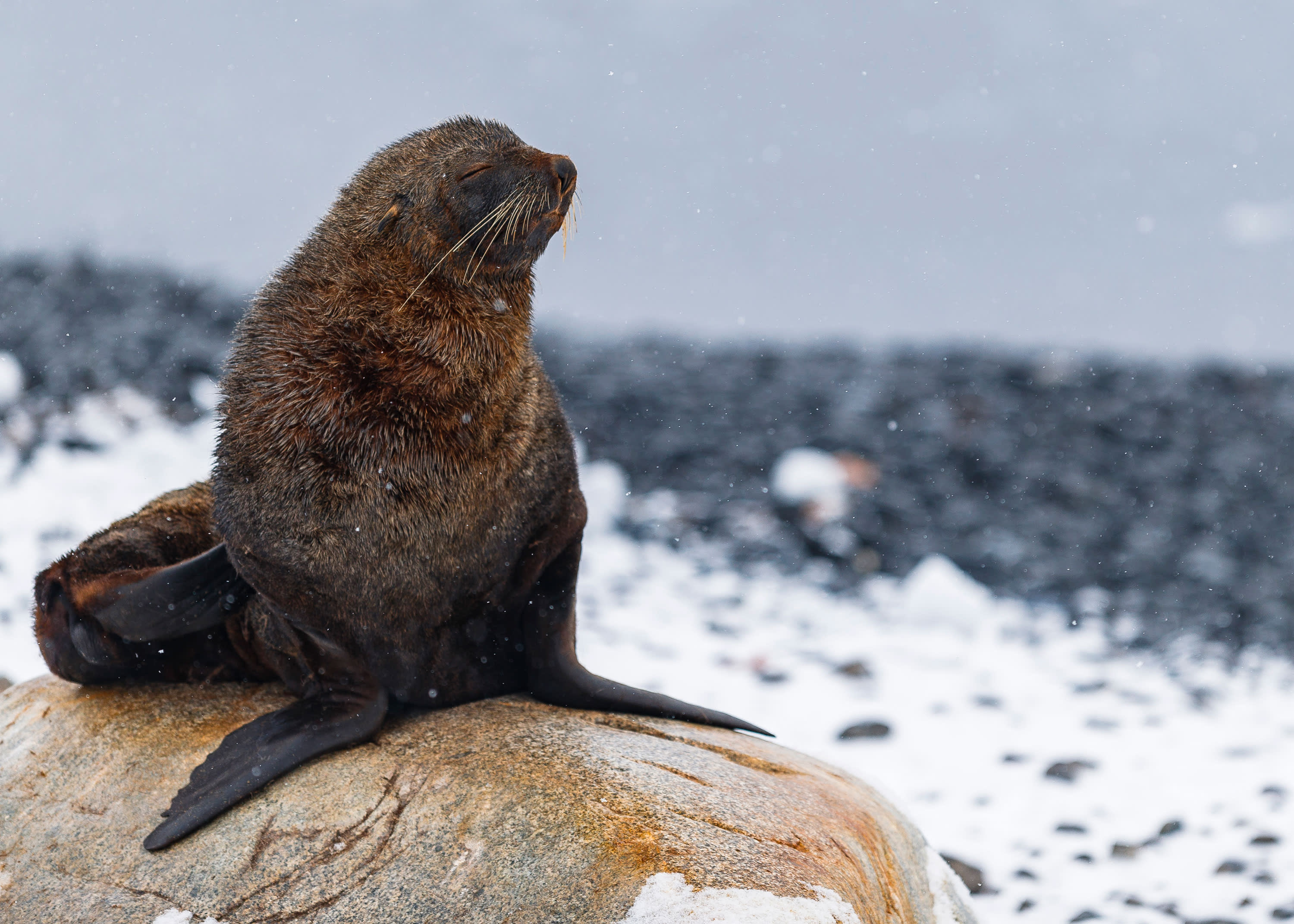 Antarctica By Helicopter: Icebergs, Mountains and Remote Lands