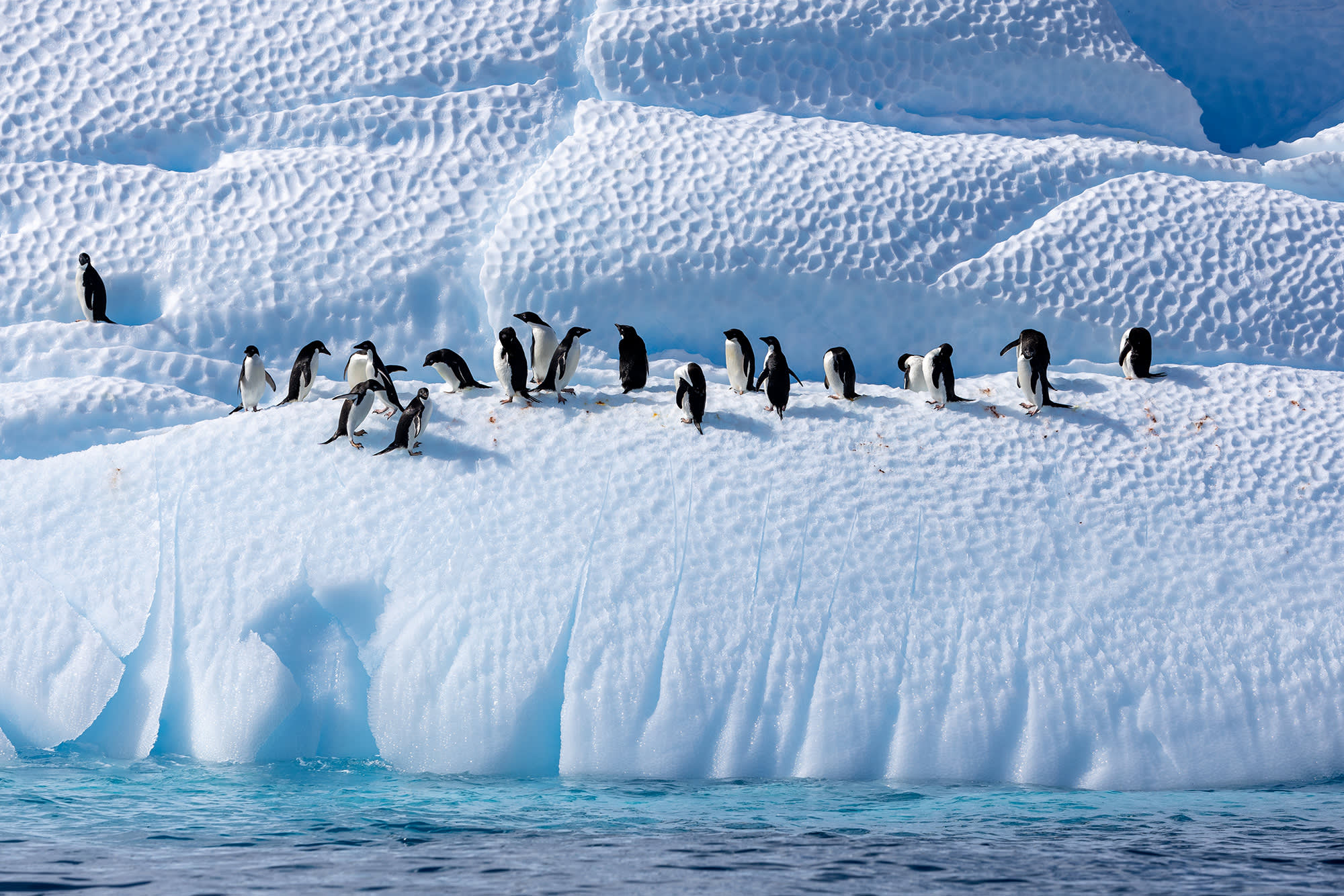 Antarctic Marine Mammals: The World of Whales and Seals