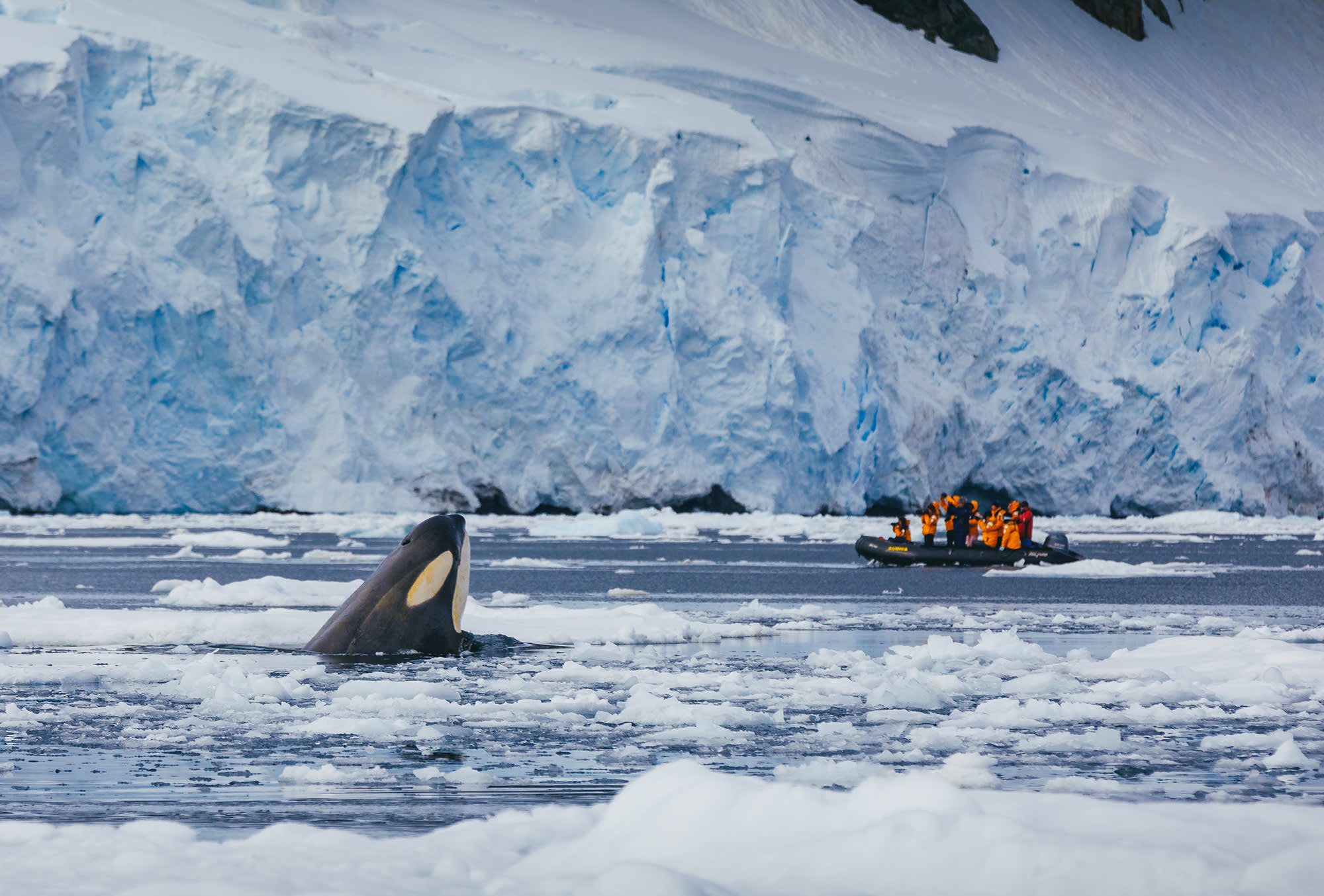 Antarctic Marine Mammals: The World of Whales and Seals
