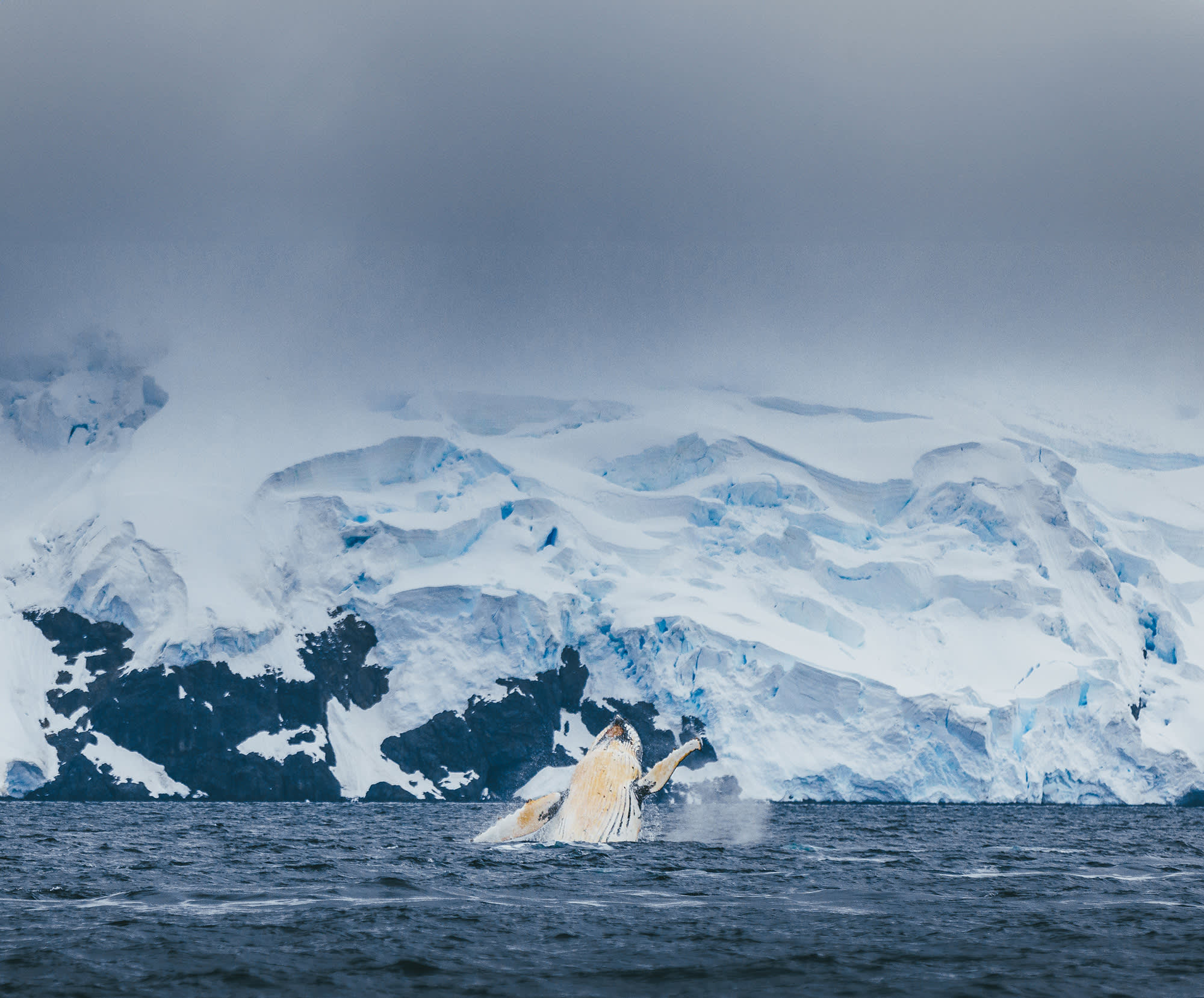 Antarctic Marine Mammals: The World of Whales and Seals