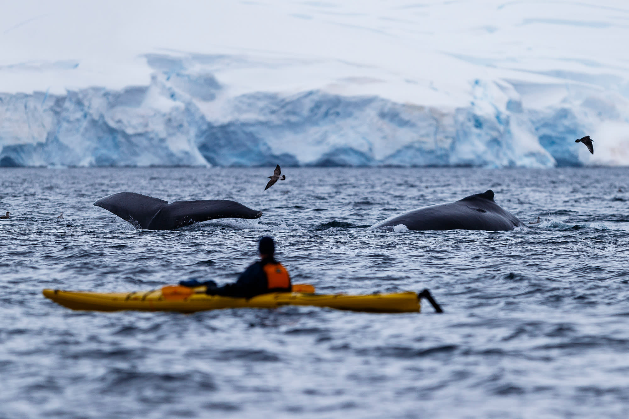 Antarctic Marine Mammals: The World of Whales and Seals