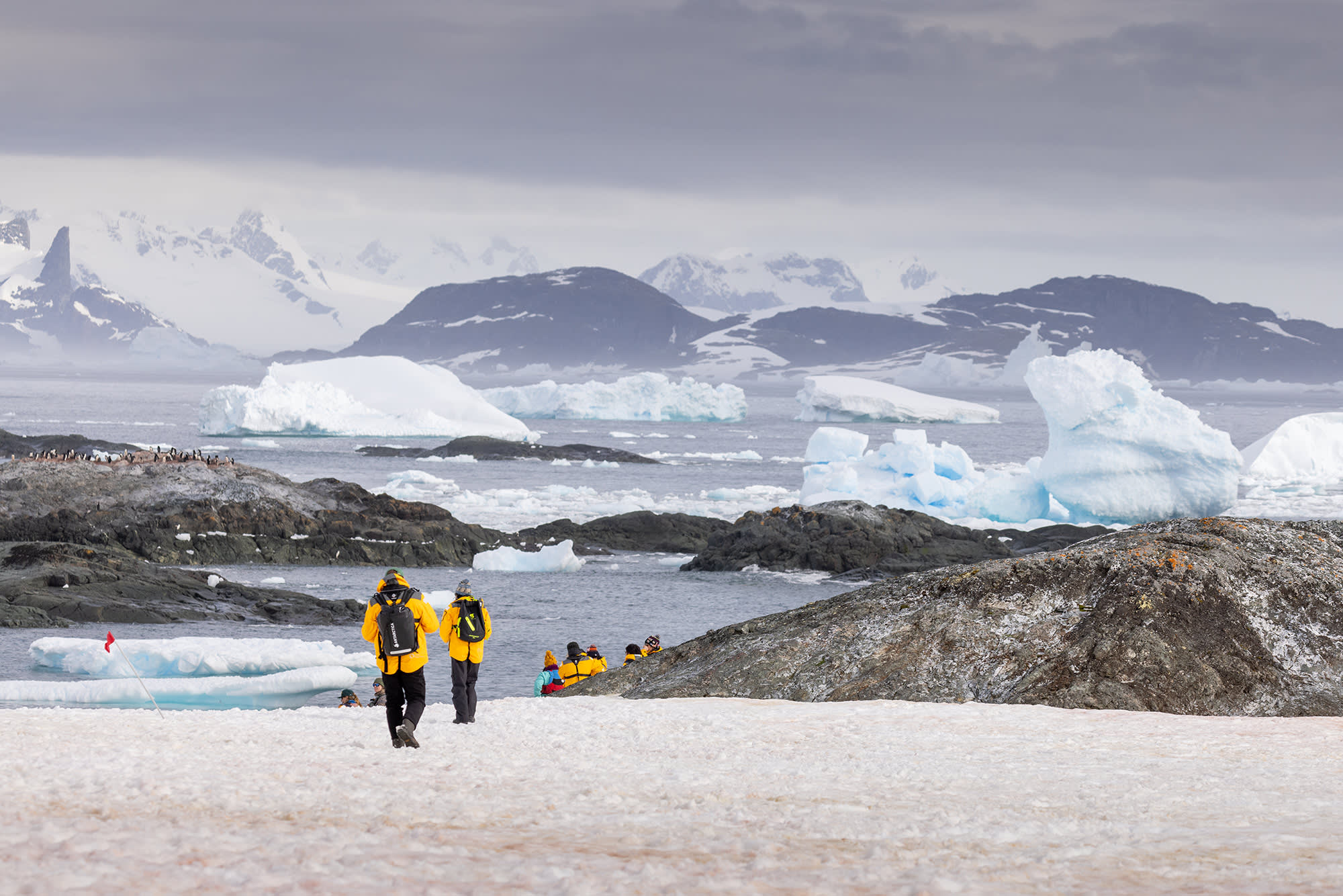 Antarctic Marine Mammals: The World of Whales and Seals