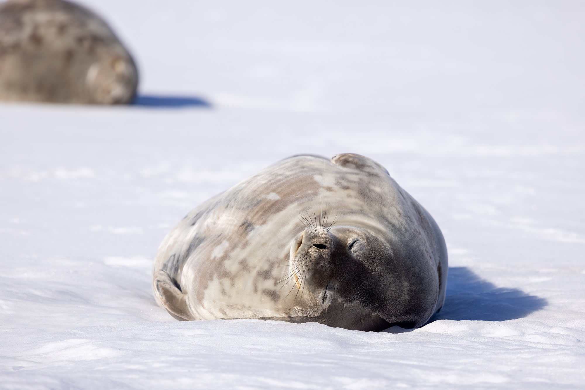 Antarctic Marine Mammals: The World of Whales and Seals
