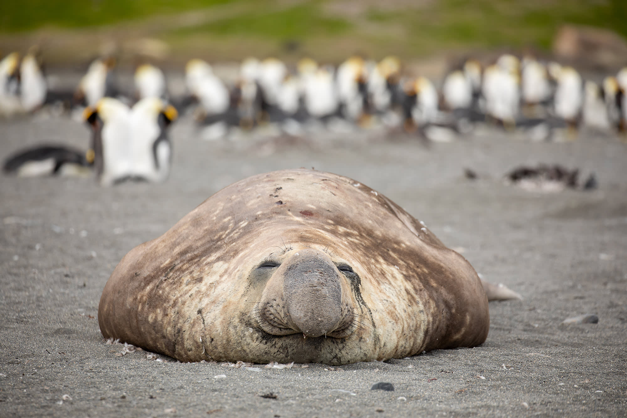 Penguins of the Far South: Falklands, South Georgia and Antarctica
