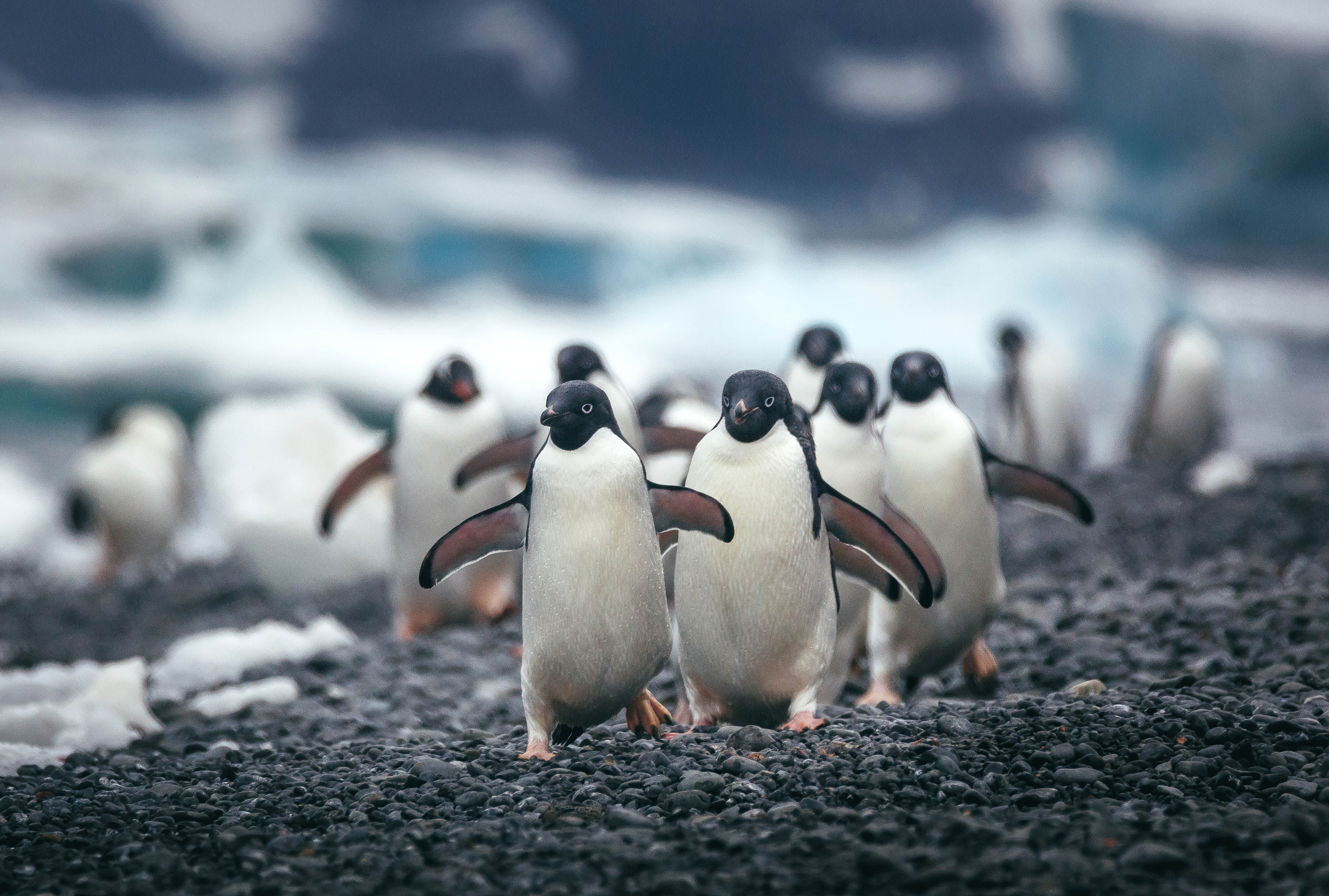 Antarctic Peninsula: A Rare Exploration of the Weddell Sea