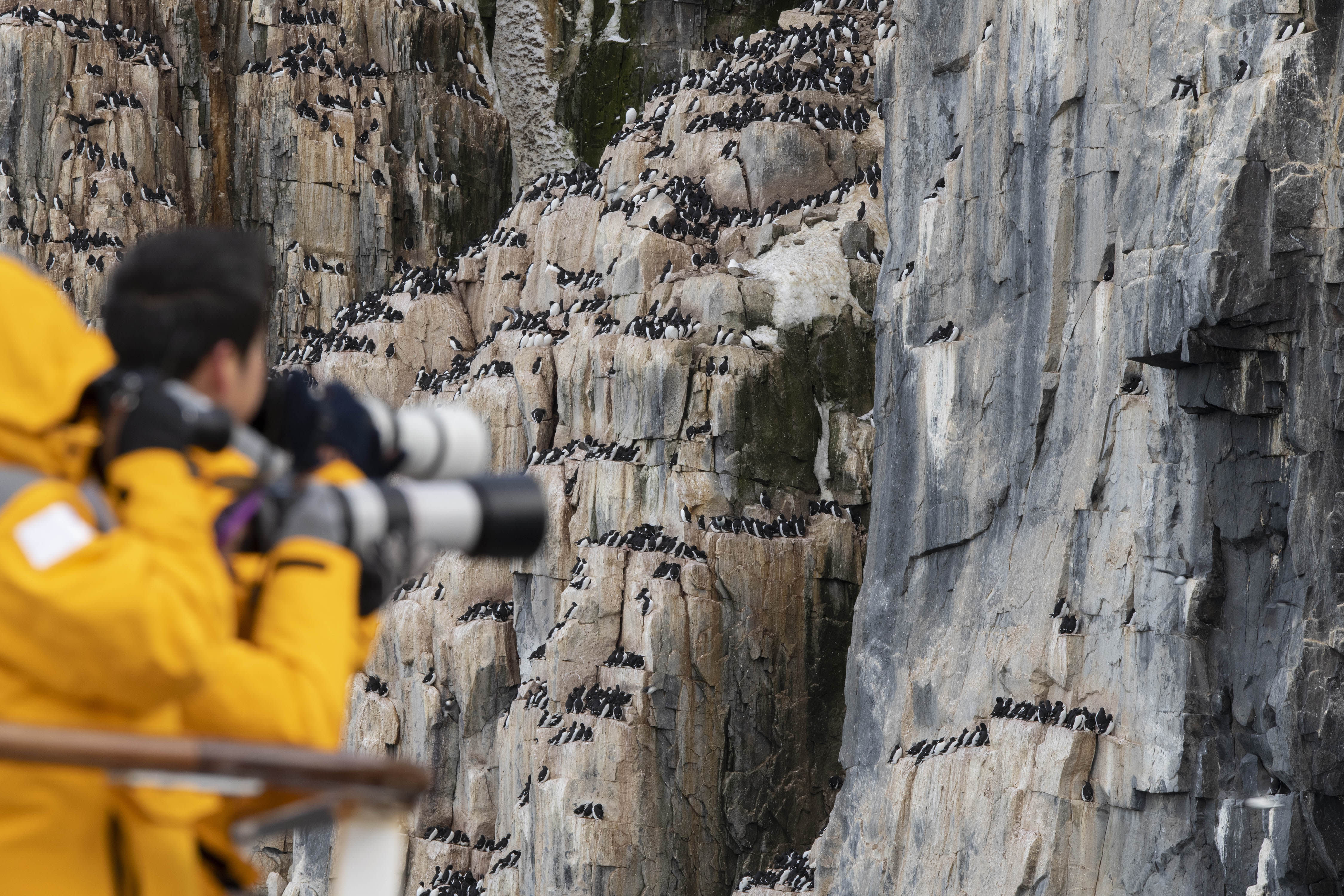 Scotland to Spitsbergen: Puffins, Sea Ice and Wildlife