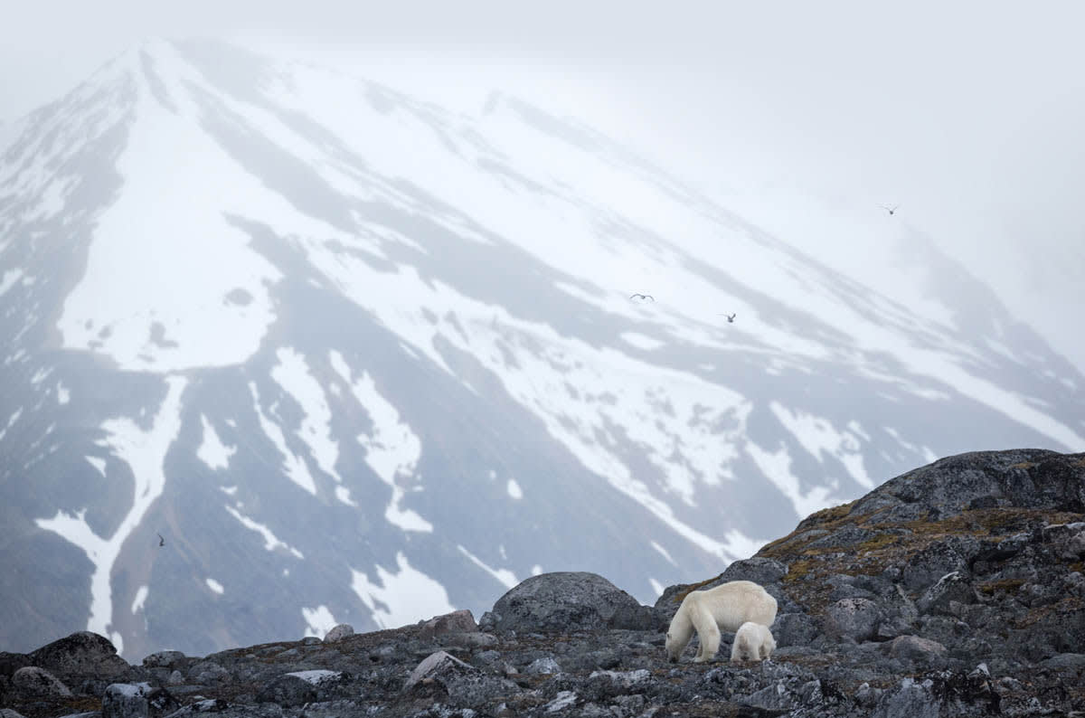 Svalbard in Summer: Tundra, Whales and Wildlife