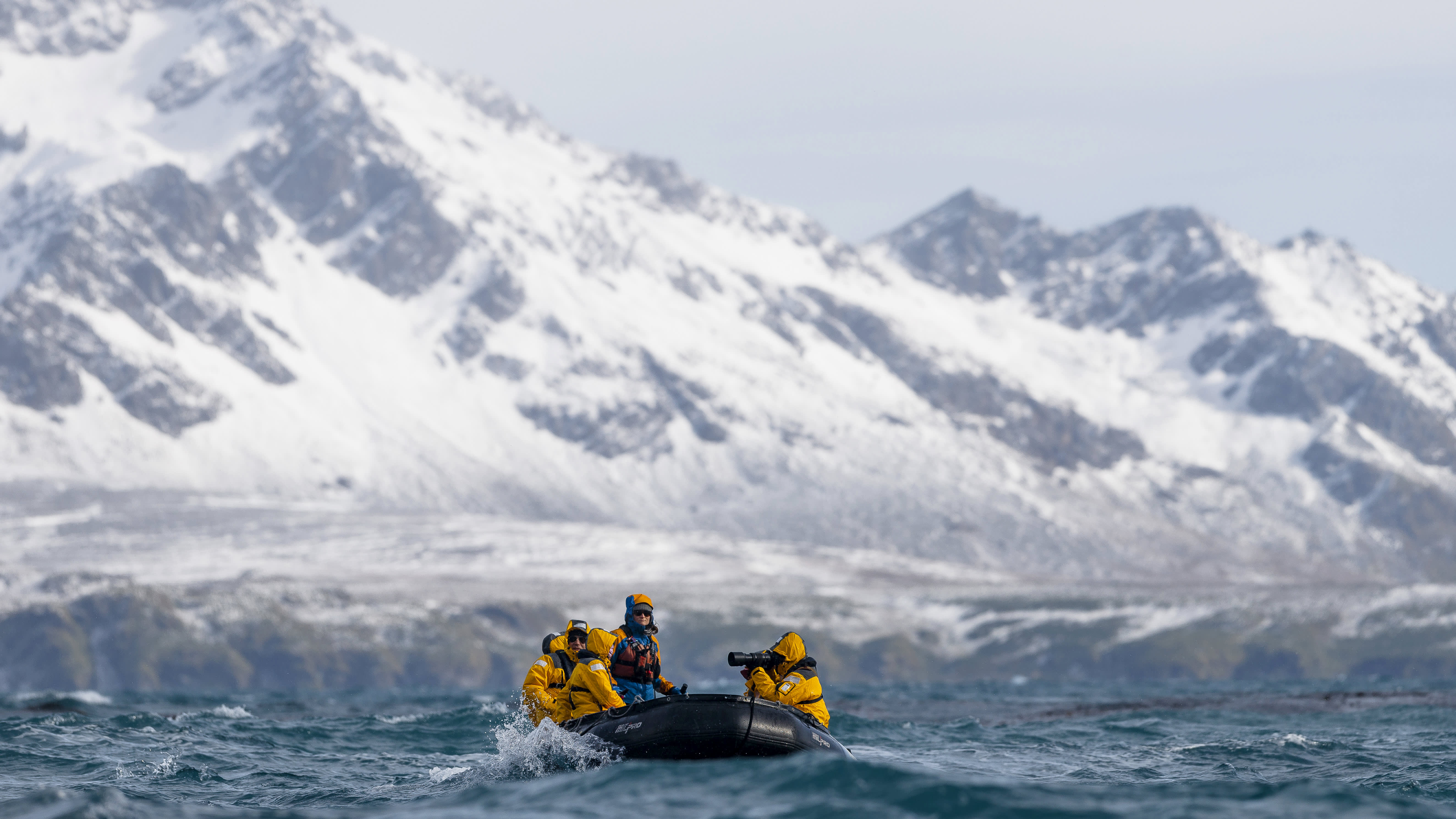 Falkland Islands and South Georgia: 20-Day Wildlife Adventure