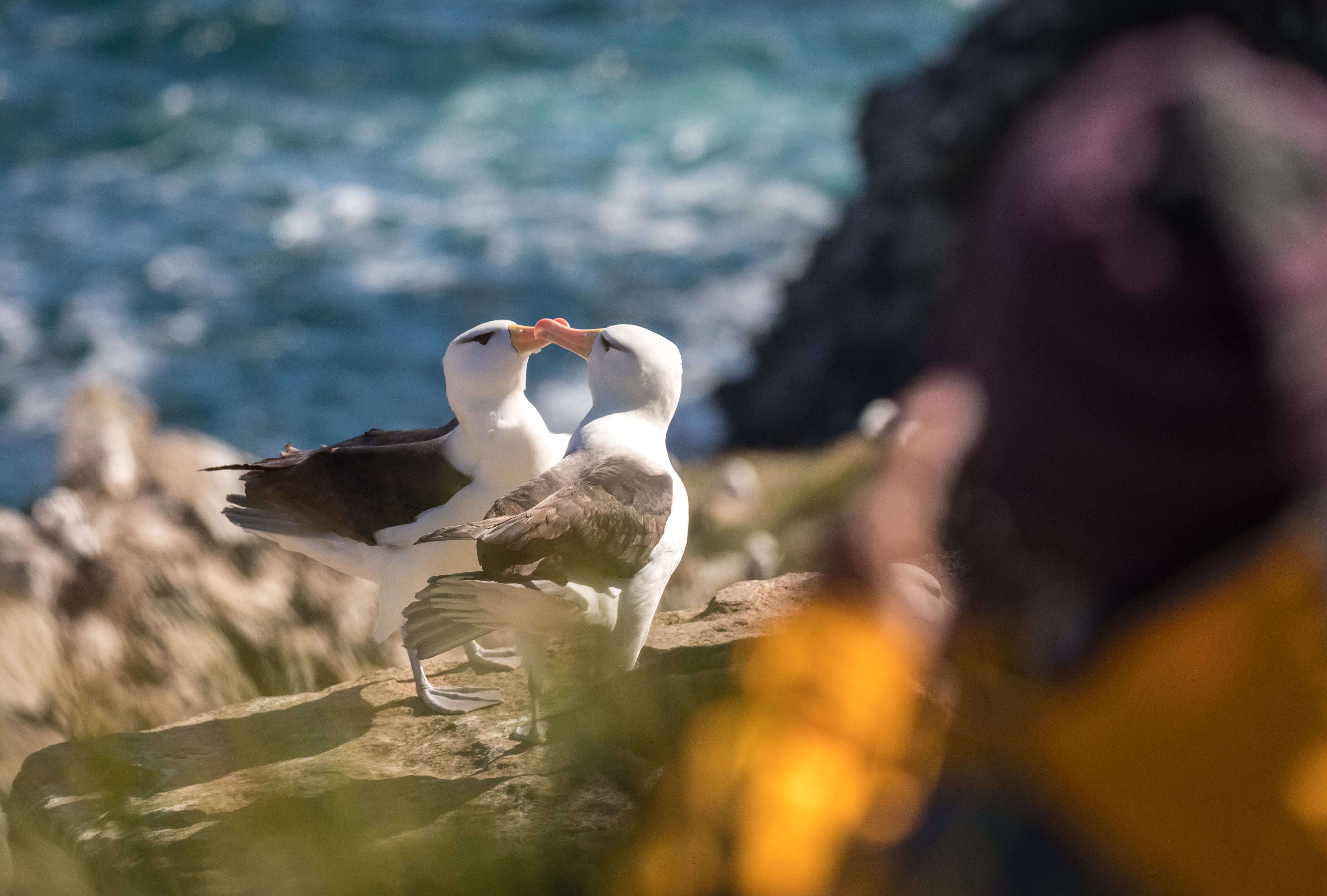 Falkland Islands and South Georgia: 20-Day Wildlife Adventure