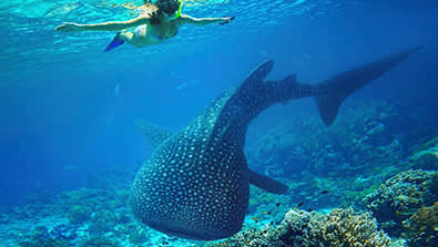 whale shark