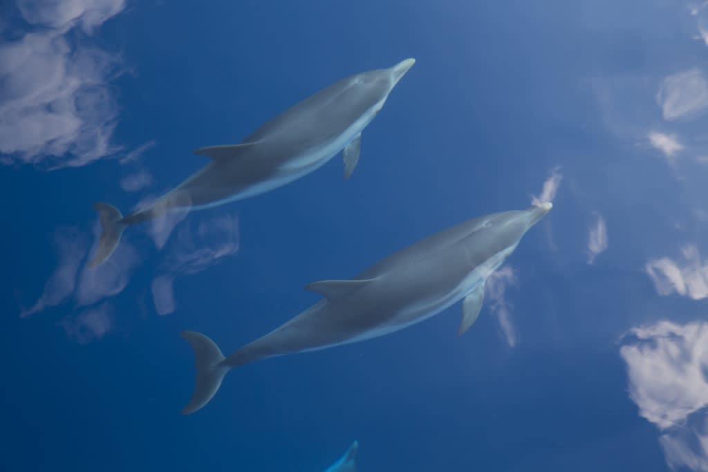 Dolphins