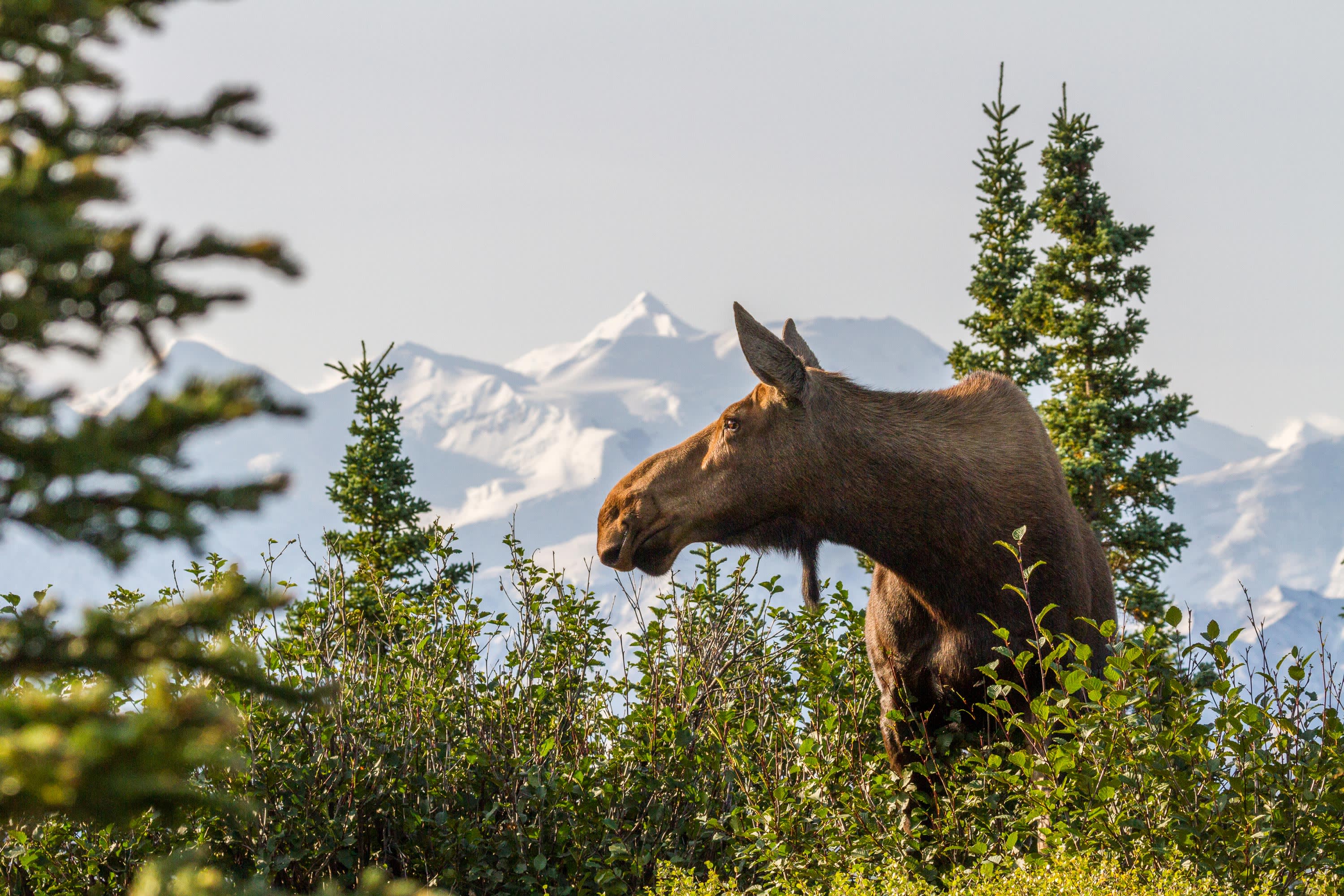Alaskan Discovery Tour