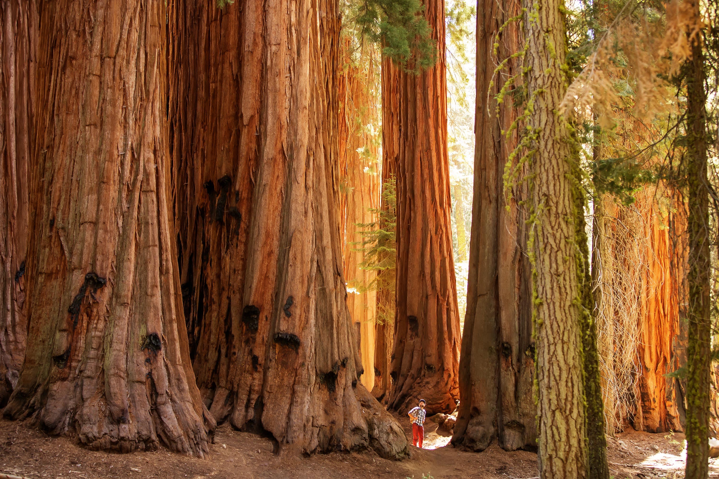 California and National Parks