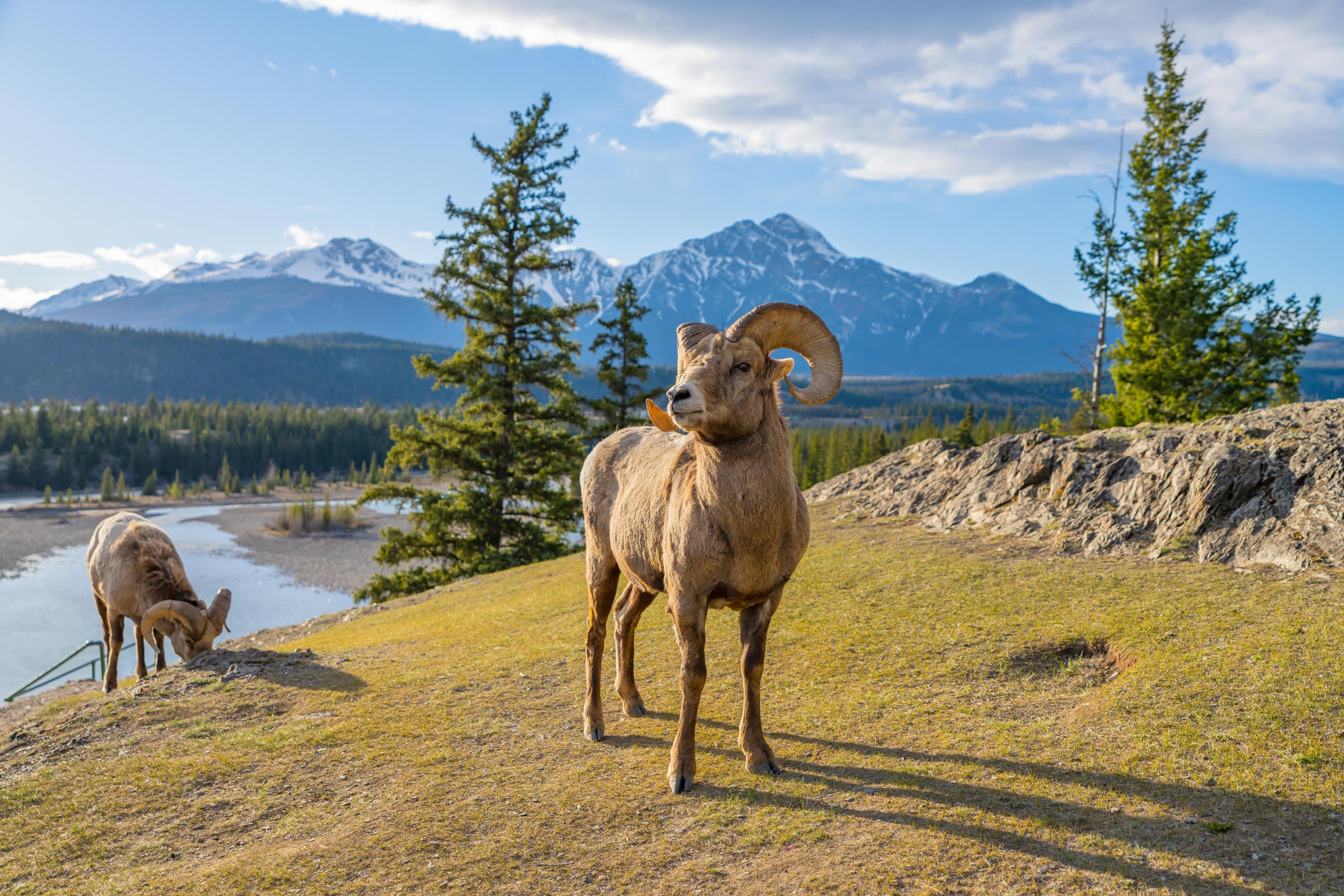 Canadian Rockies Tour