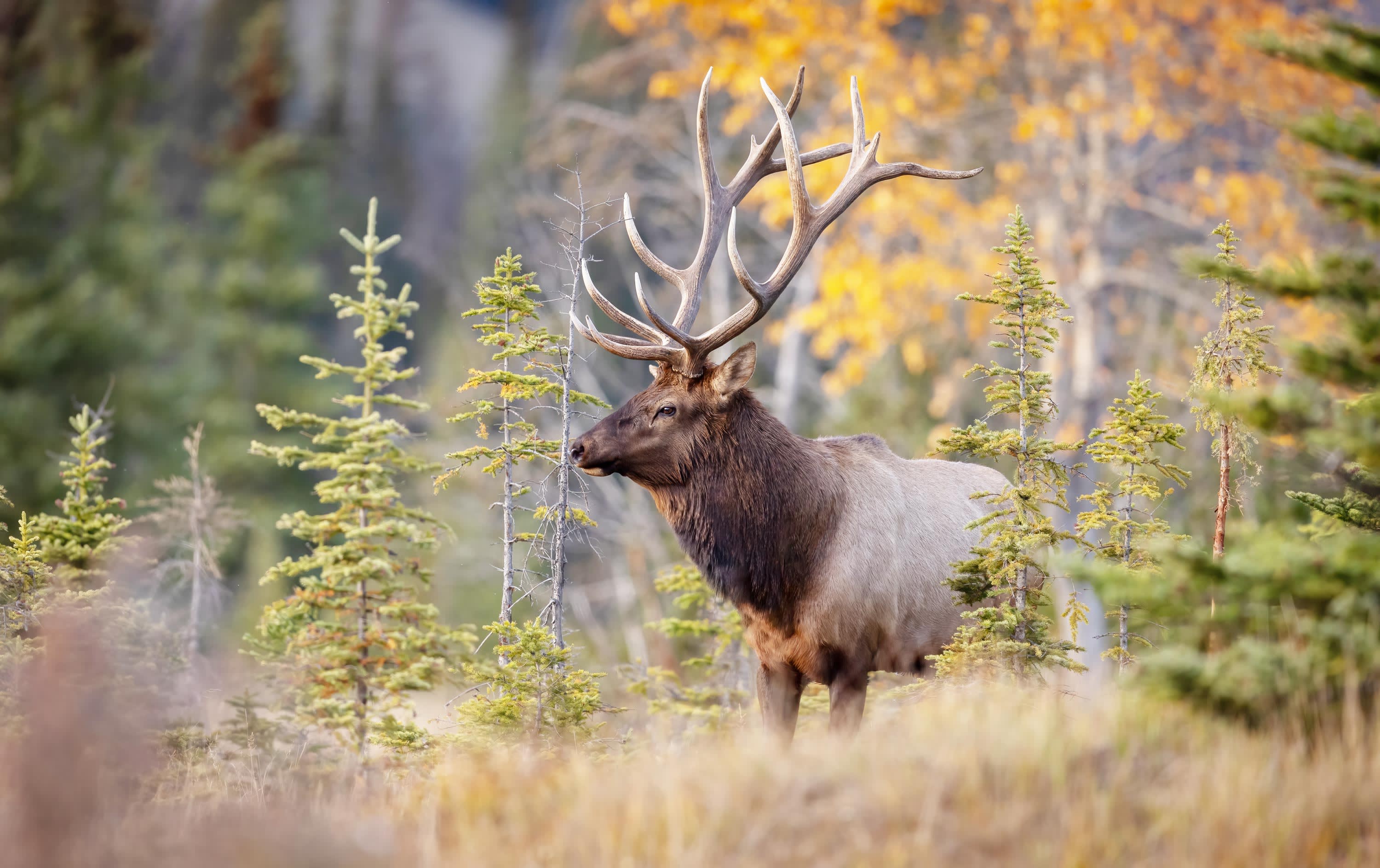 Canadian Rockies Tour