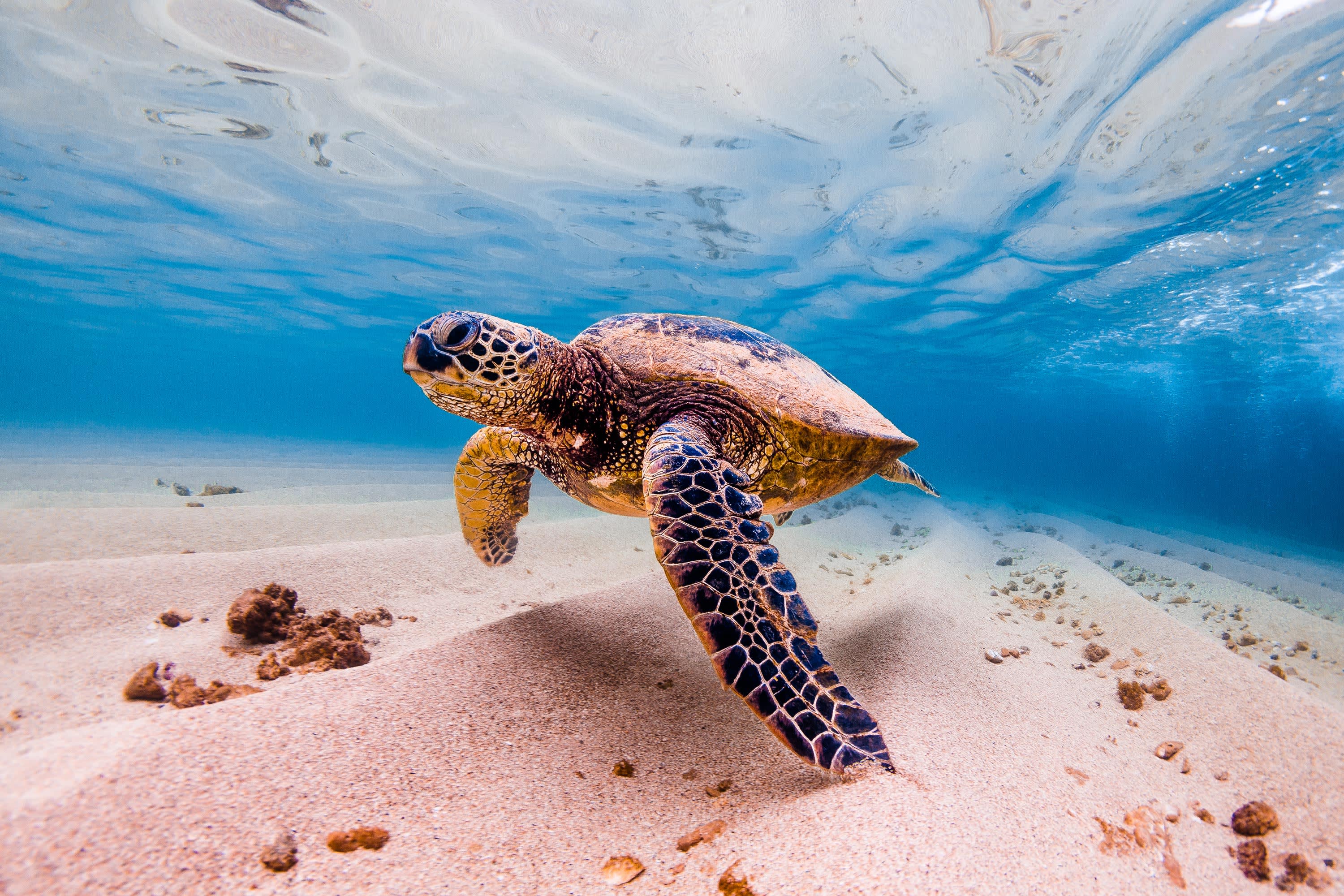 Hawaiian Islands Cruise & Tour