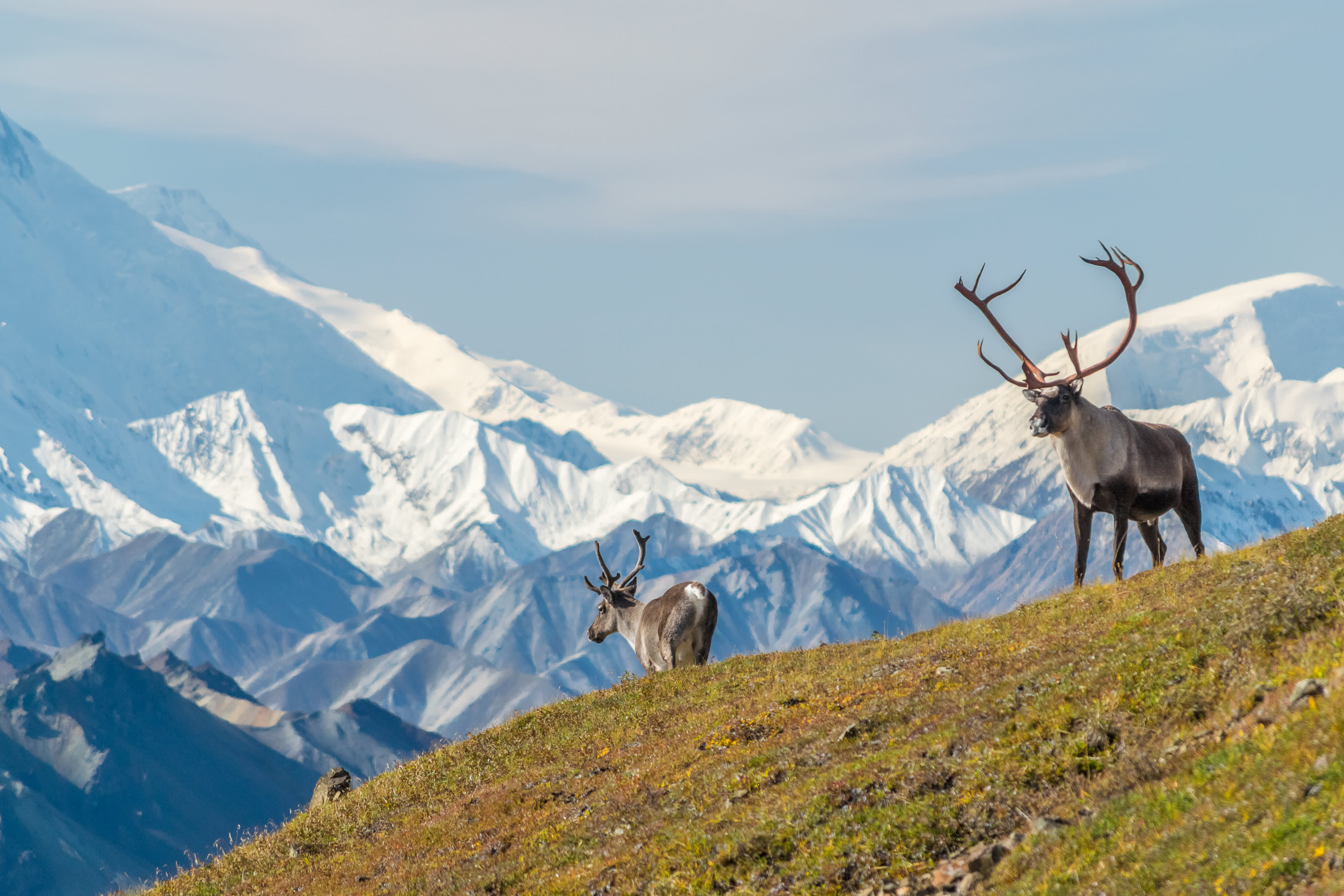 Alaskan Discovery Tour