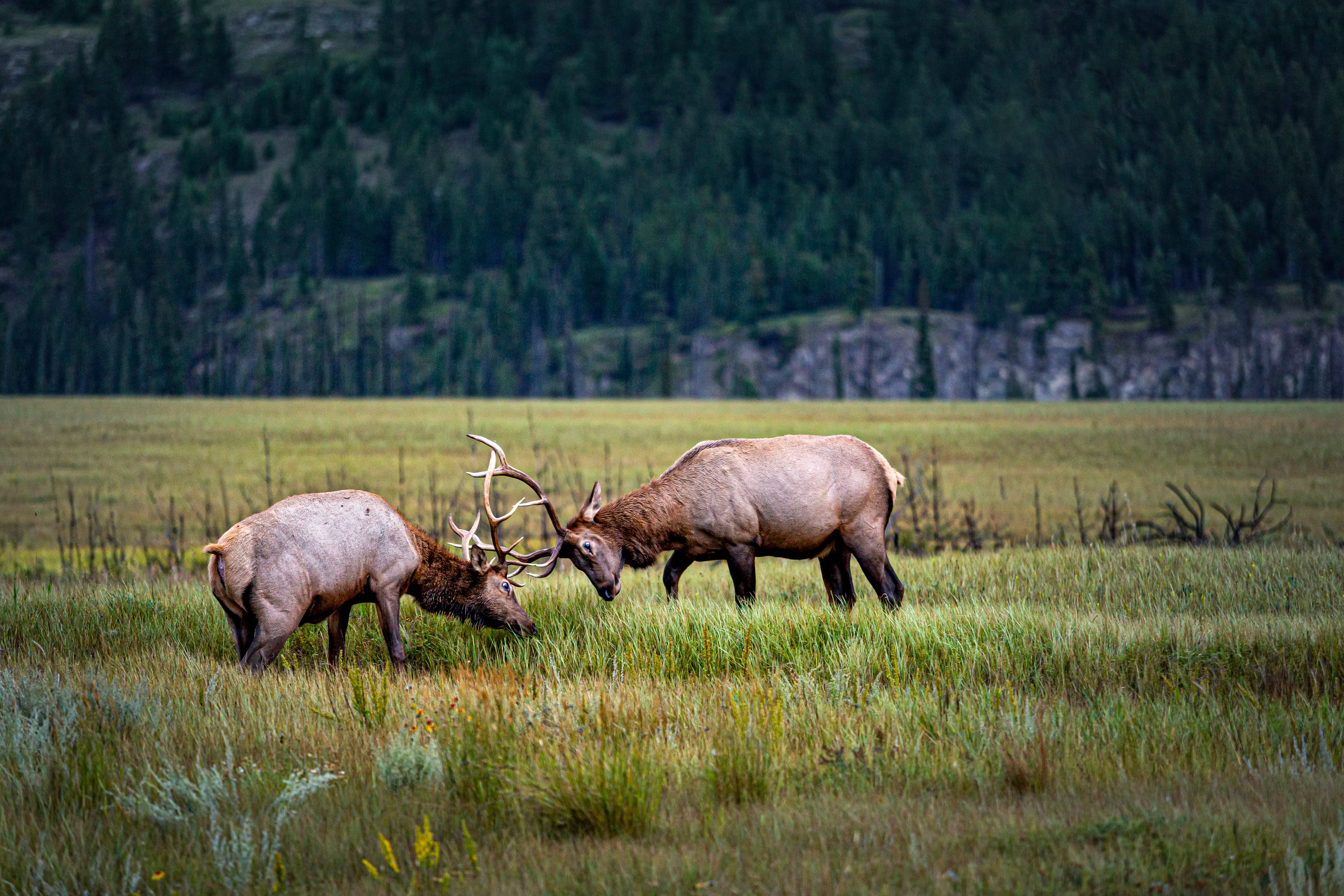 Canadian Rockies Tour