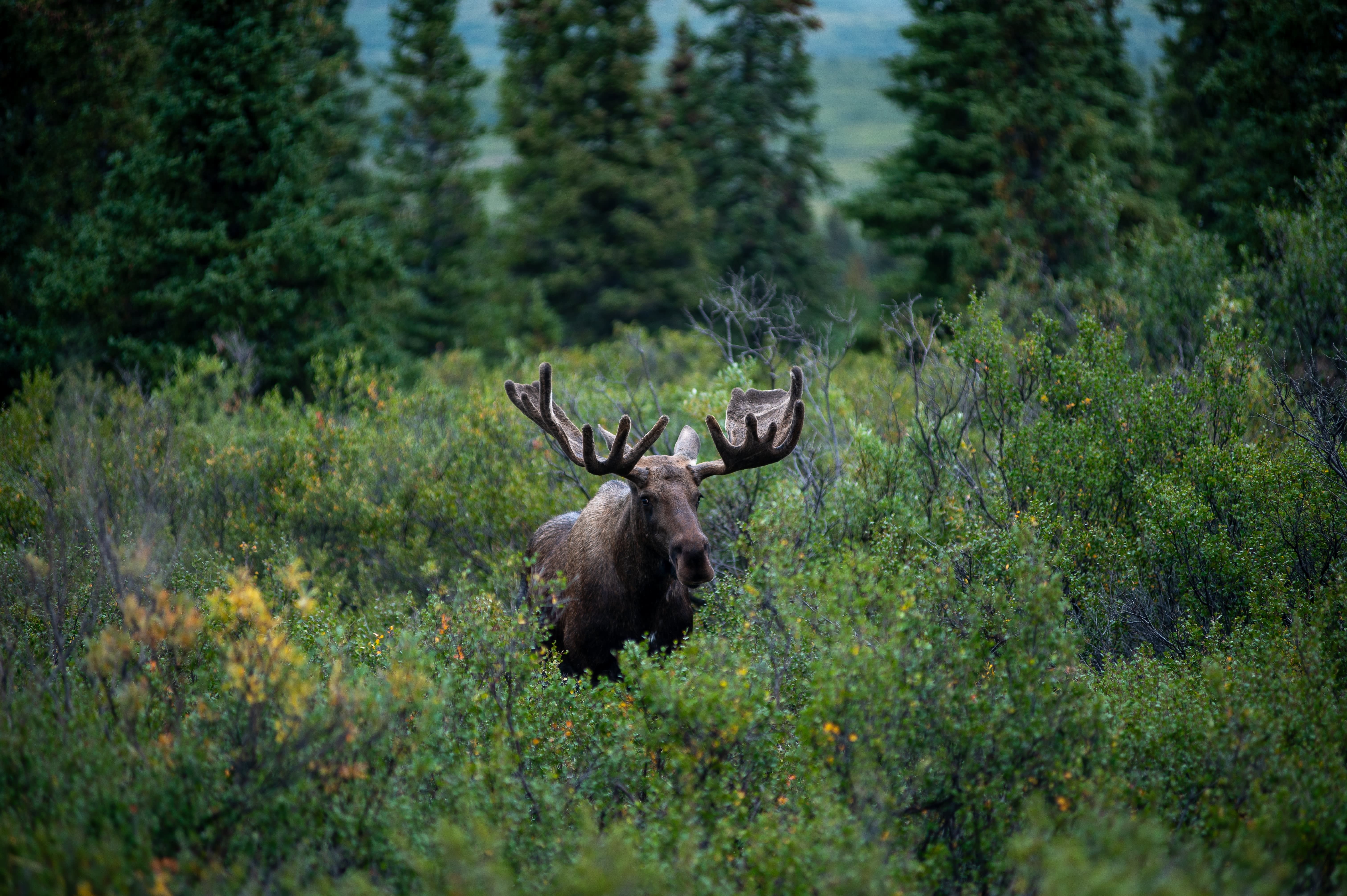 Alaskan Discovery Tour