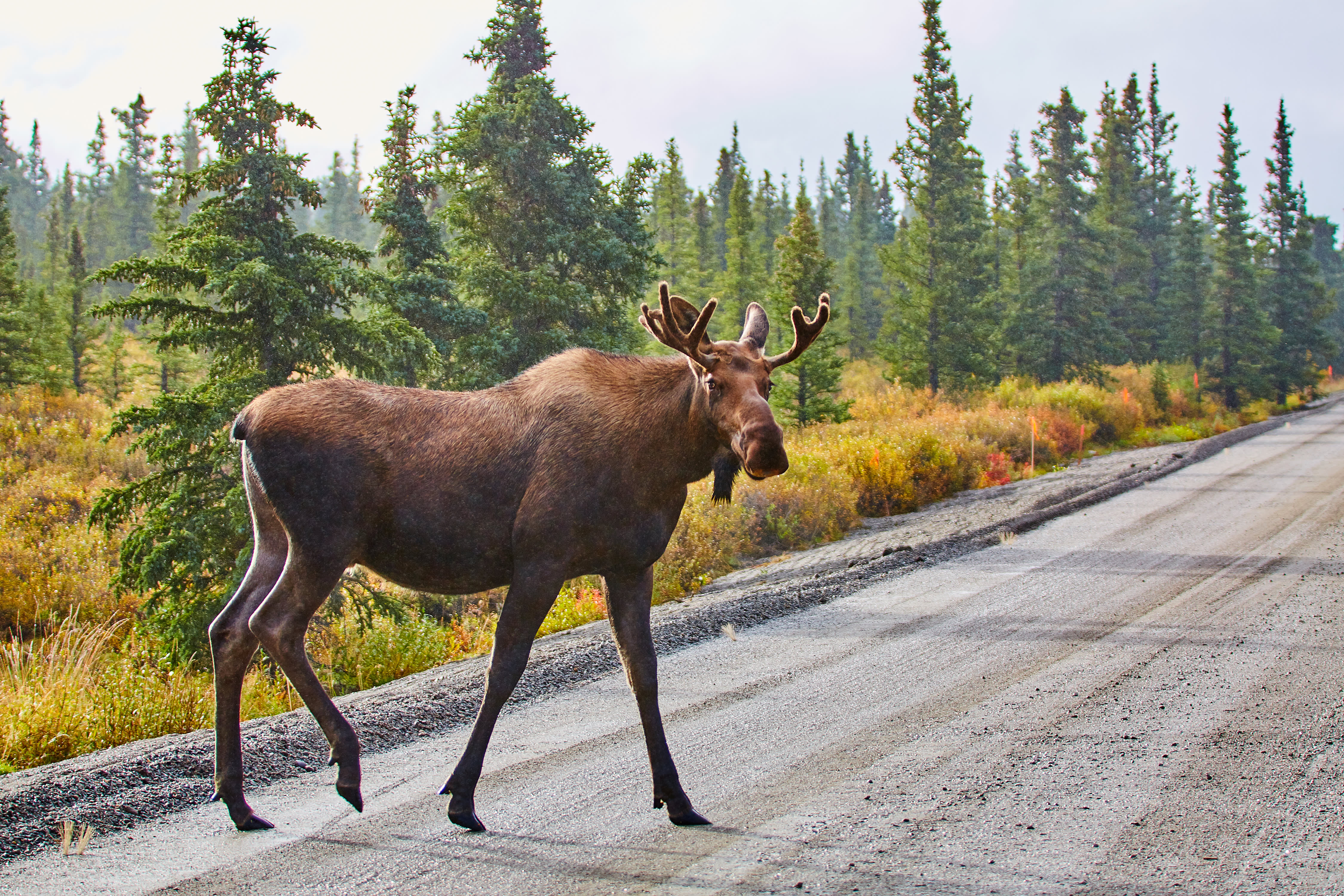 Alaskan Discovery Tour