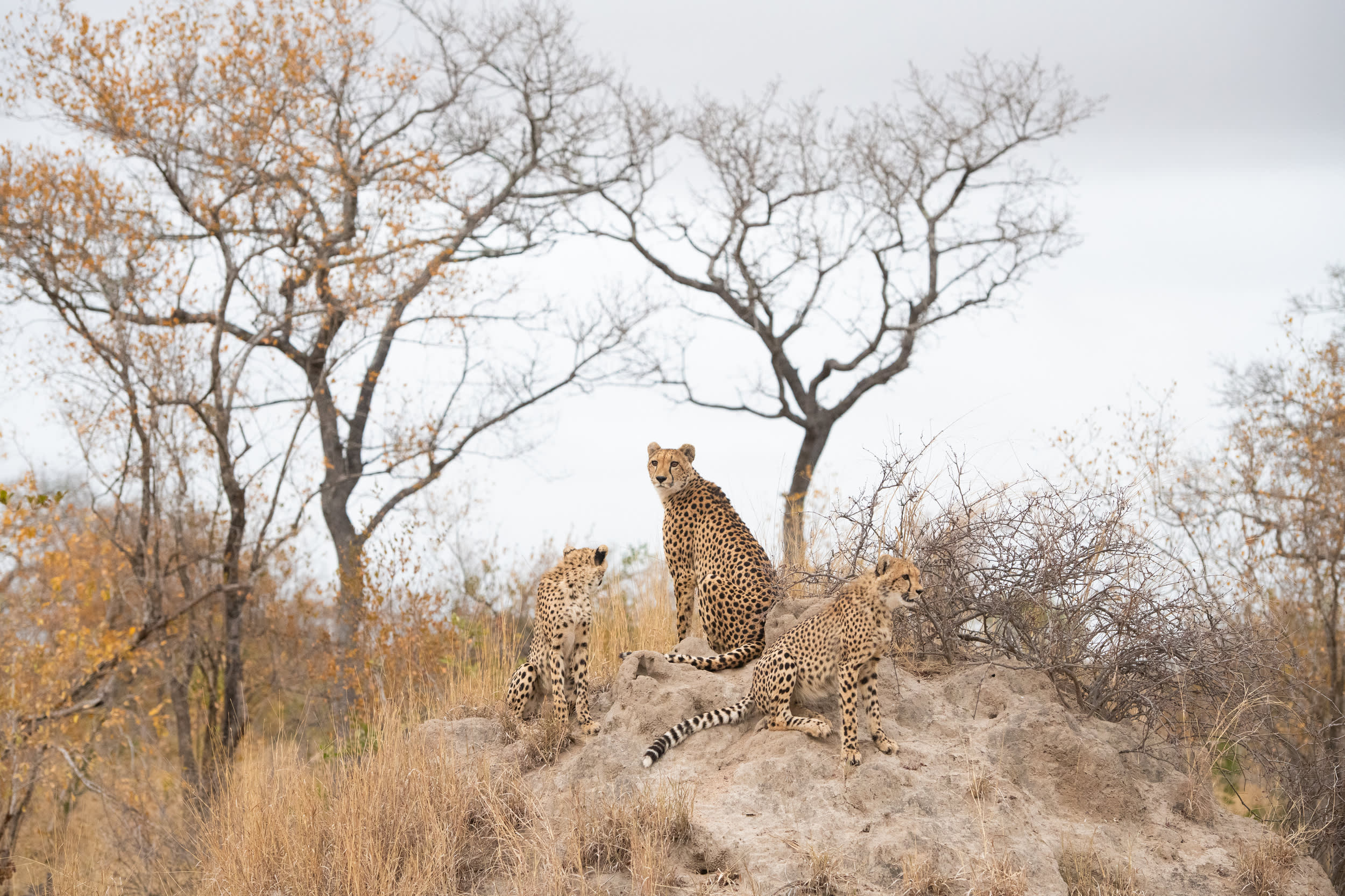 Cheetah