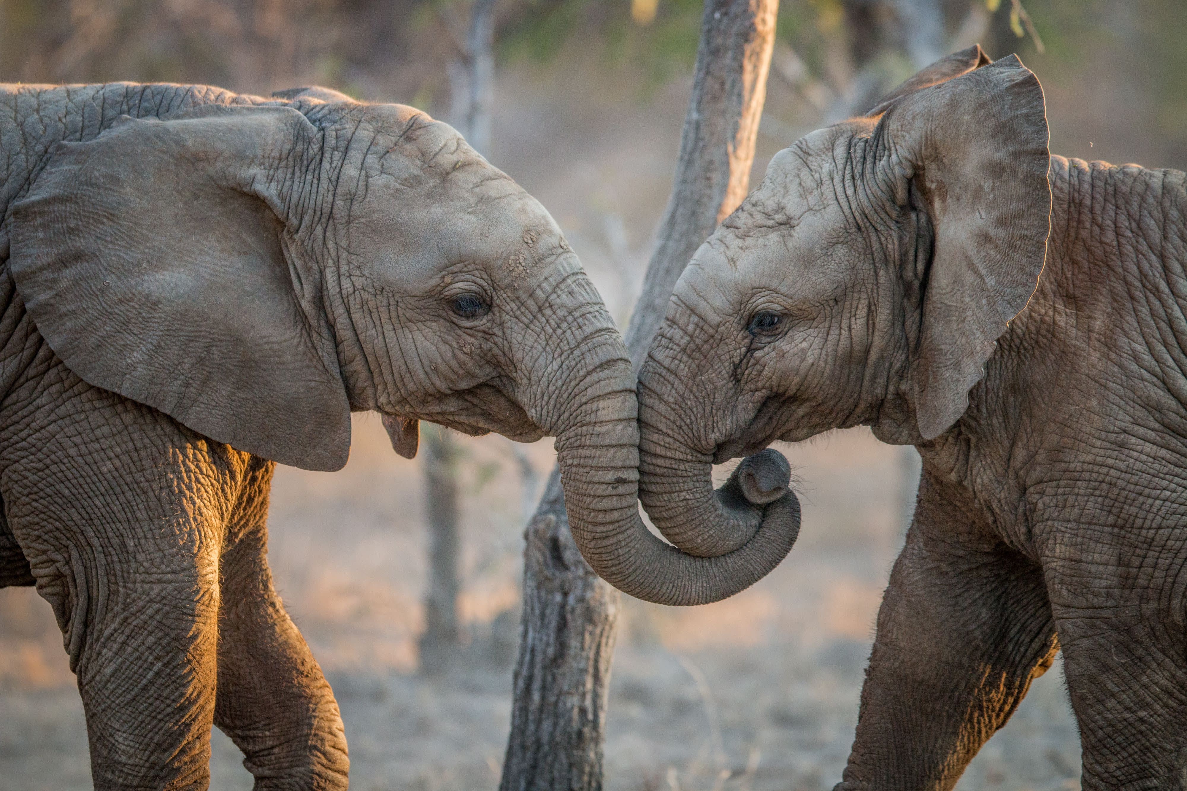 South Africa Safari Tour
