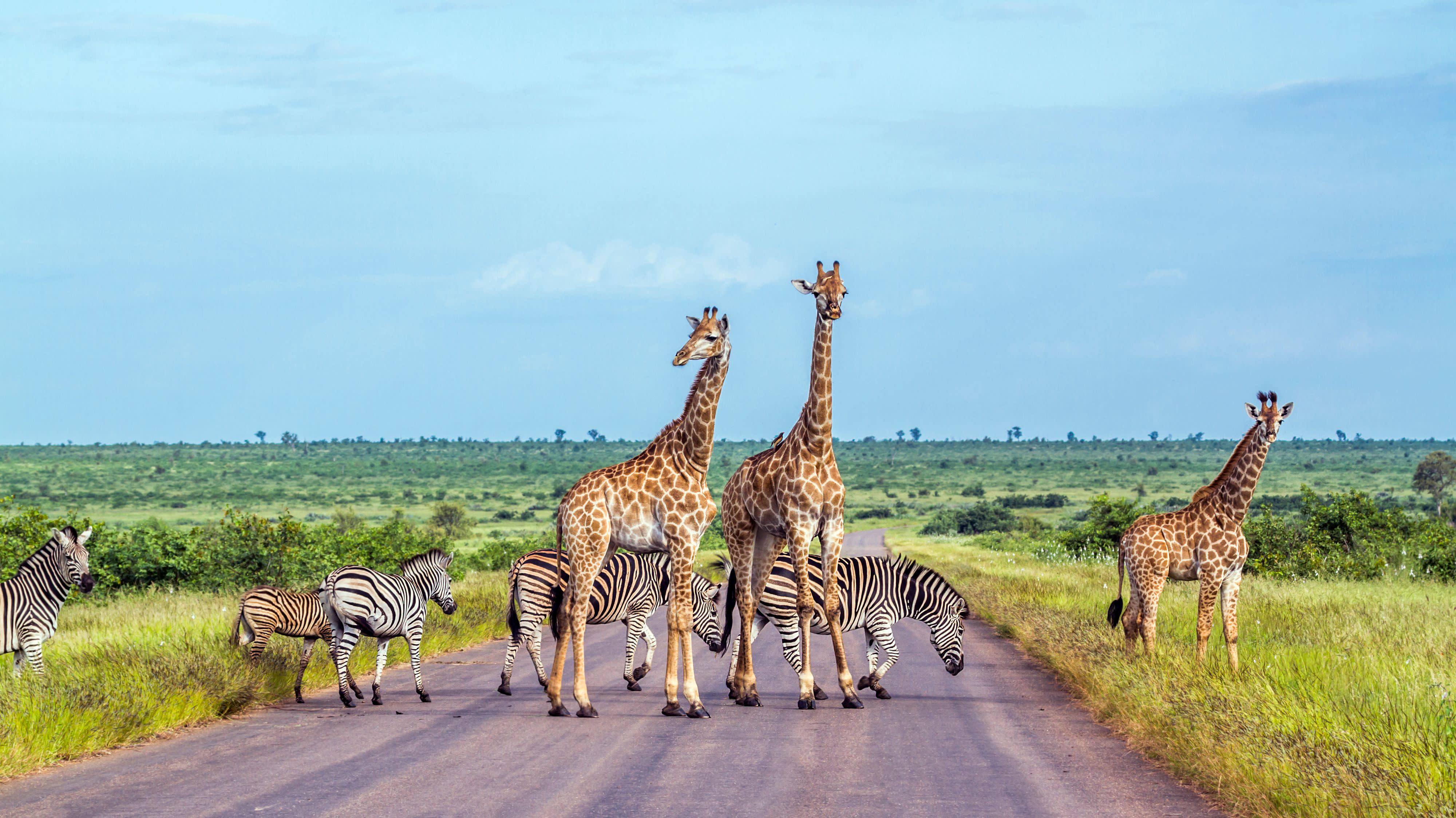 South Africa Safari Tour