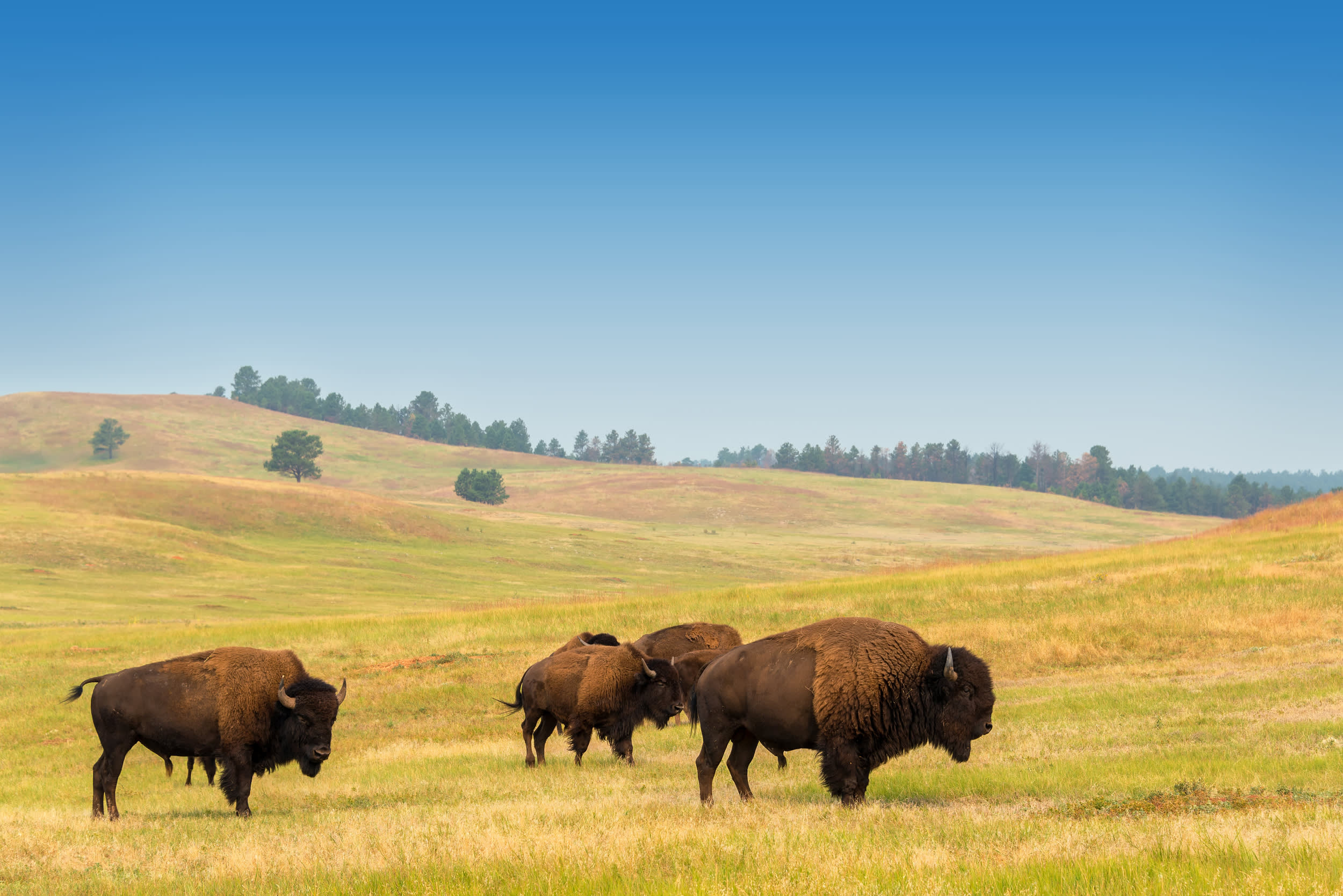 Rocky Mountains & Black Hills National Parks Tour