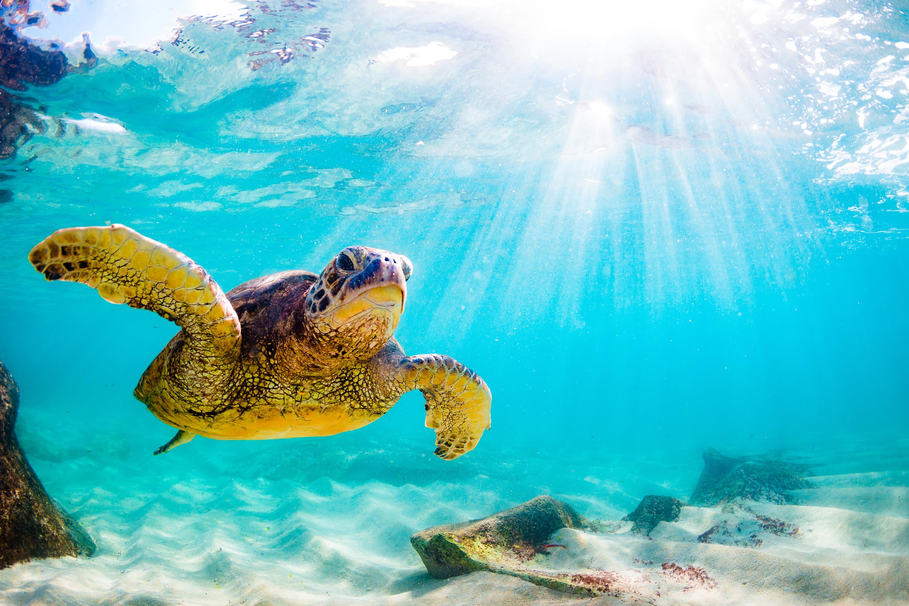 Hawaiian Escape – A Week In Paradise