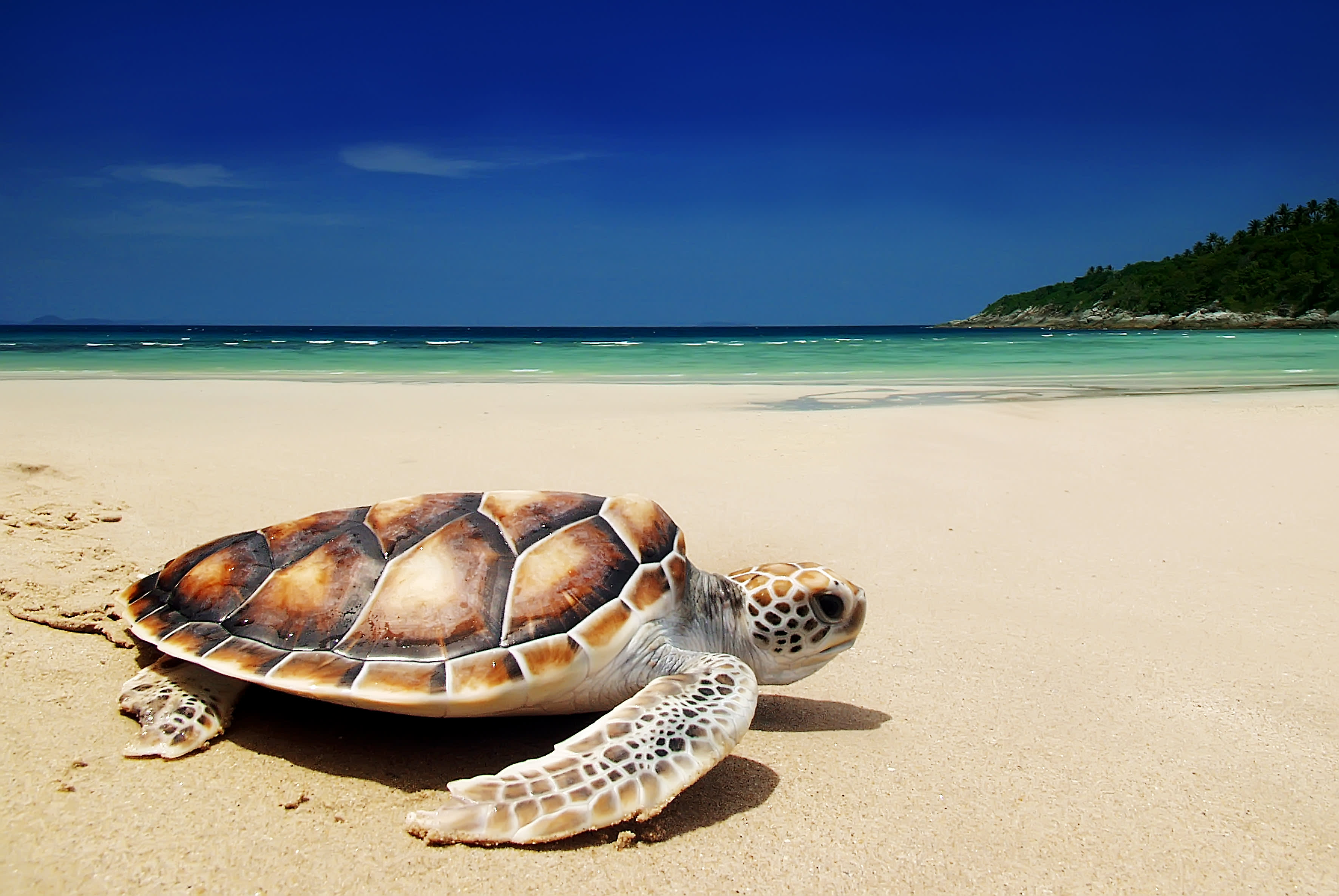 Hawaiian Escape With Circle Island Tour