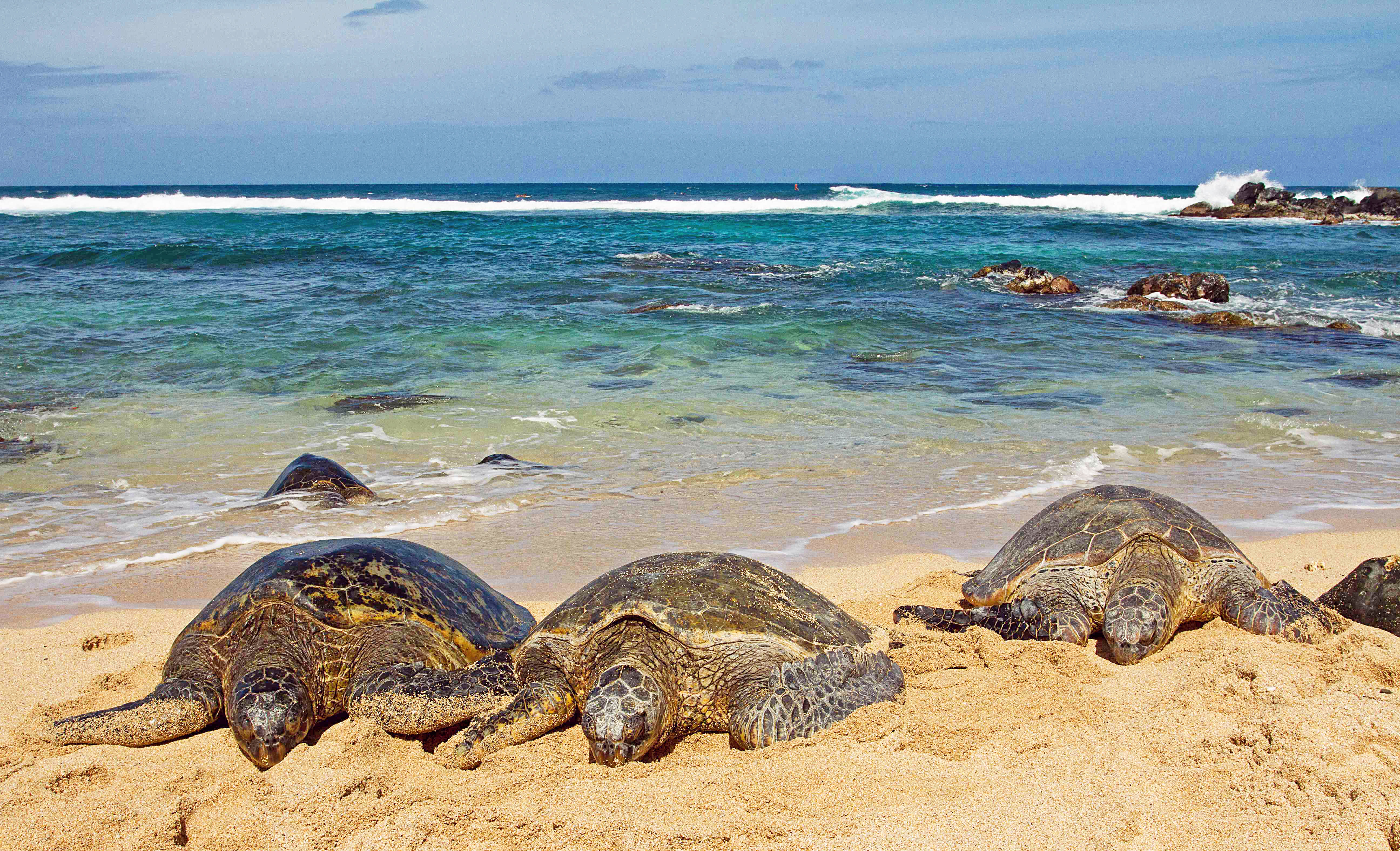 Best Of Hawaii Four Island Tour with Circle Island Tour