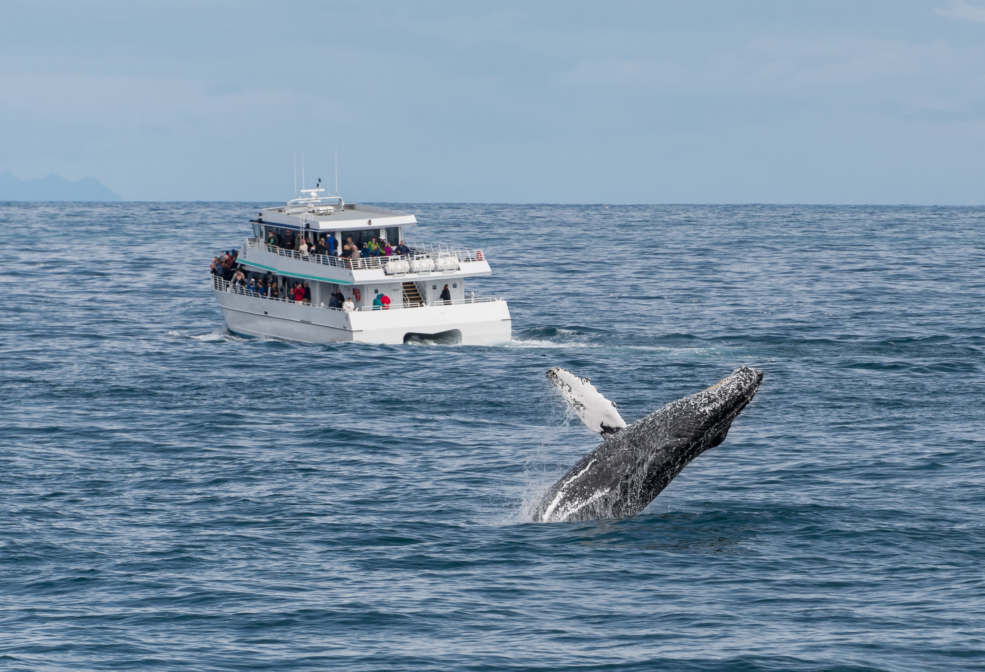 A whale in Kenai Fjords National Park, Alaksa