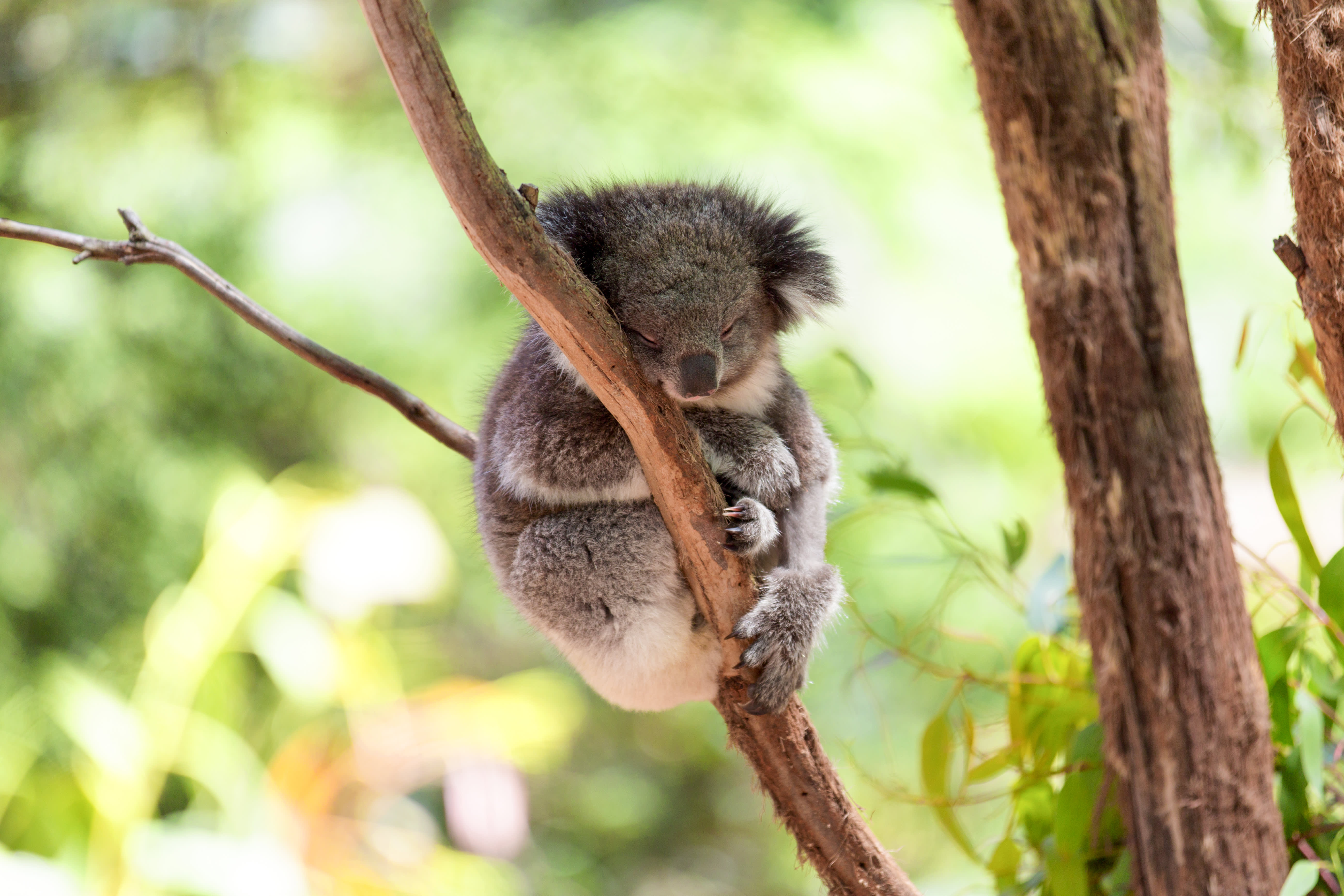 Highlights of Australia & New Zealand Cruise 2026