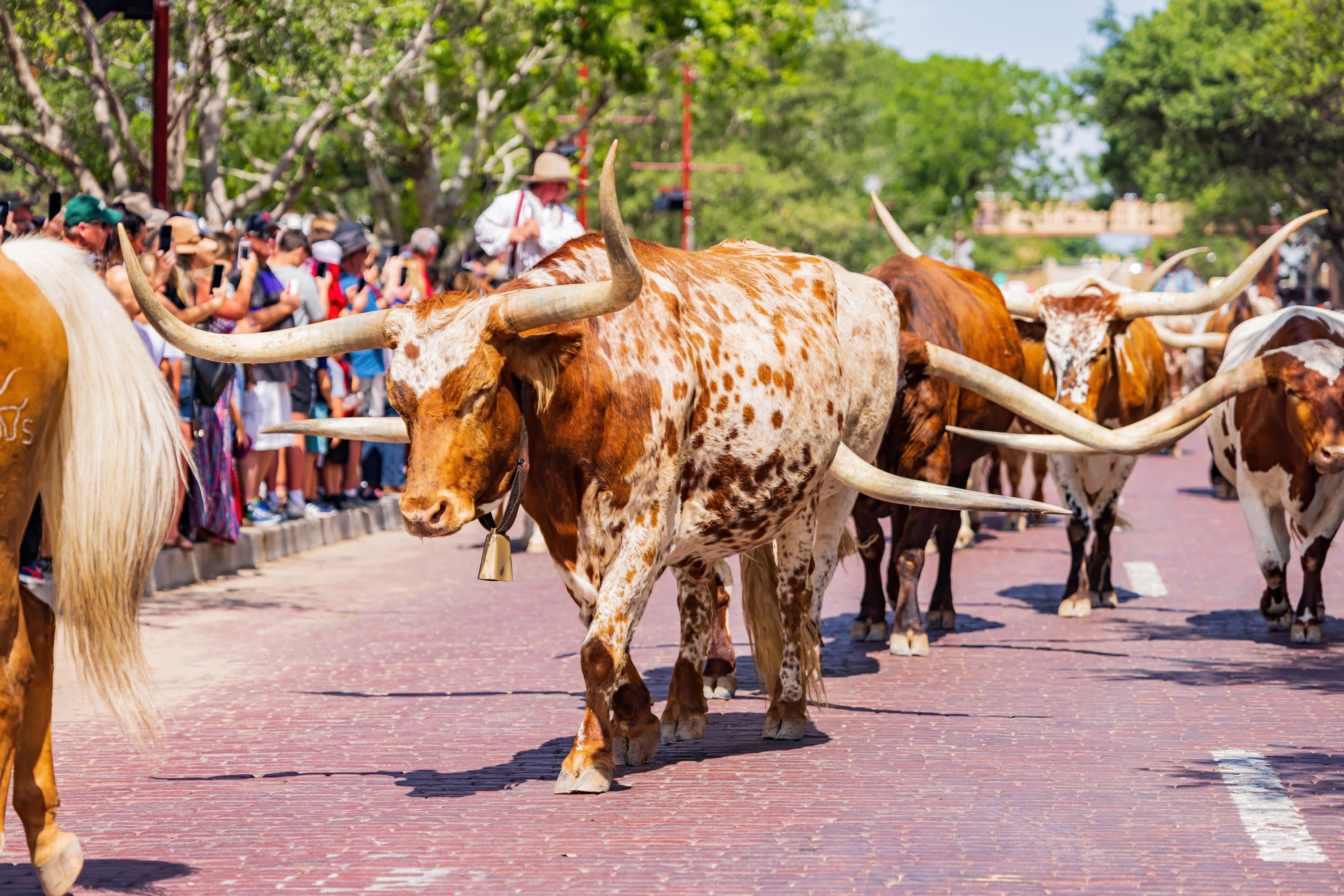 Heart of Texas