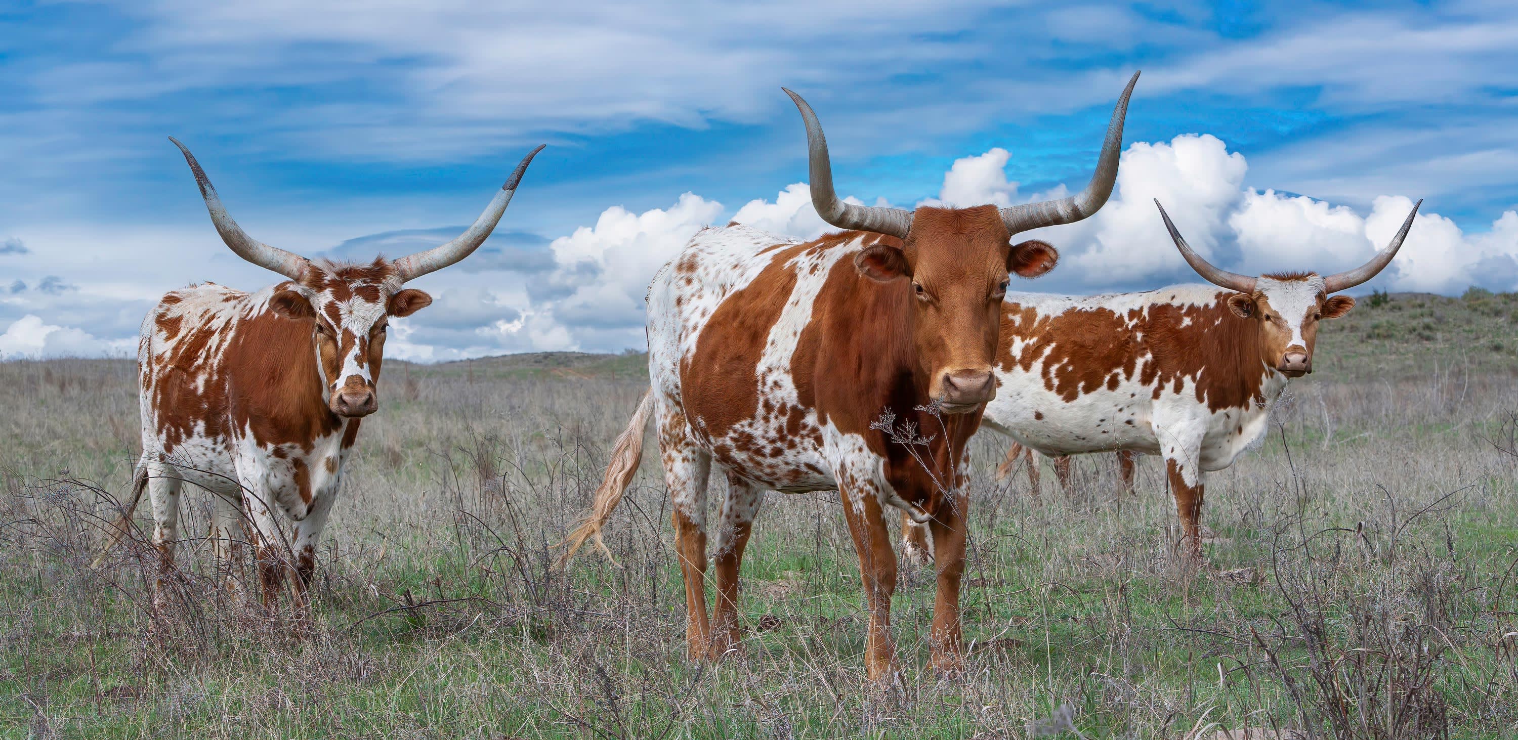Heart of Texas