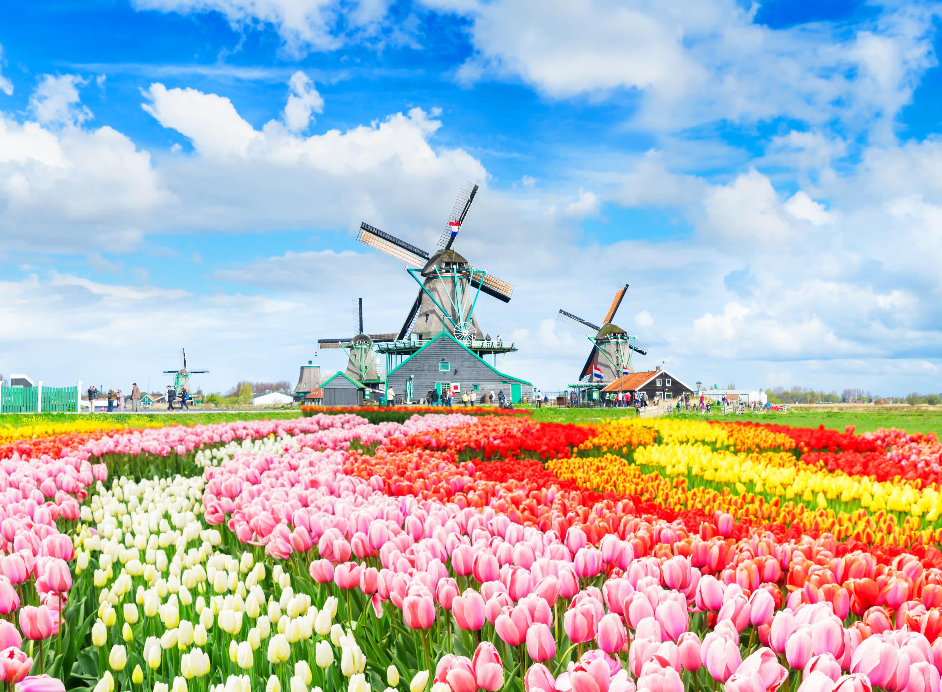 Rhine River Cruise in Tulip Season 2026