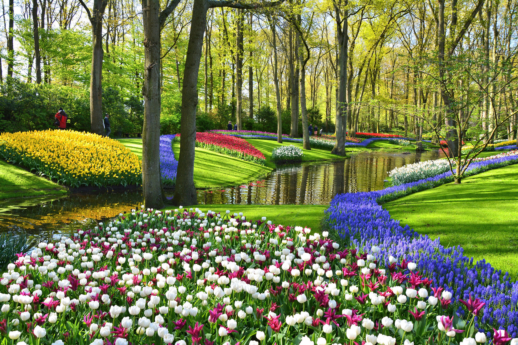 Rhine River Cruise In Tulip Season