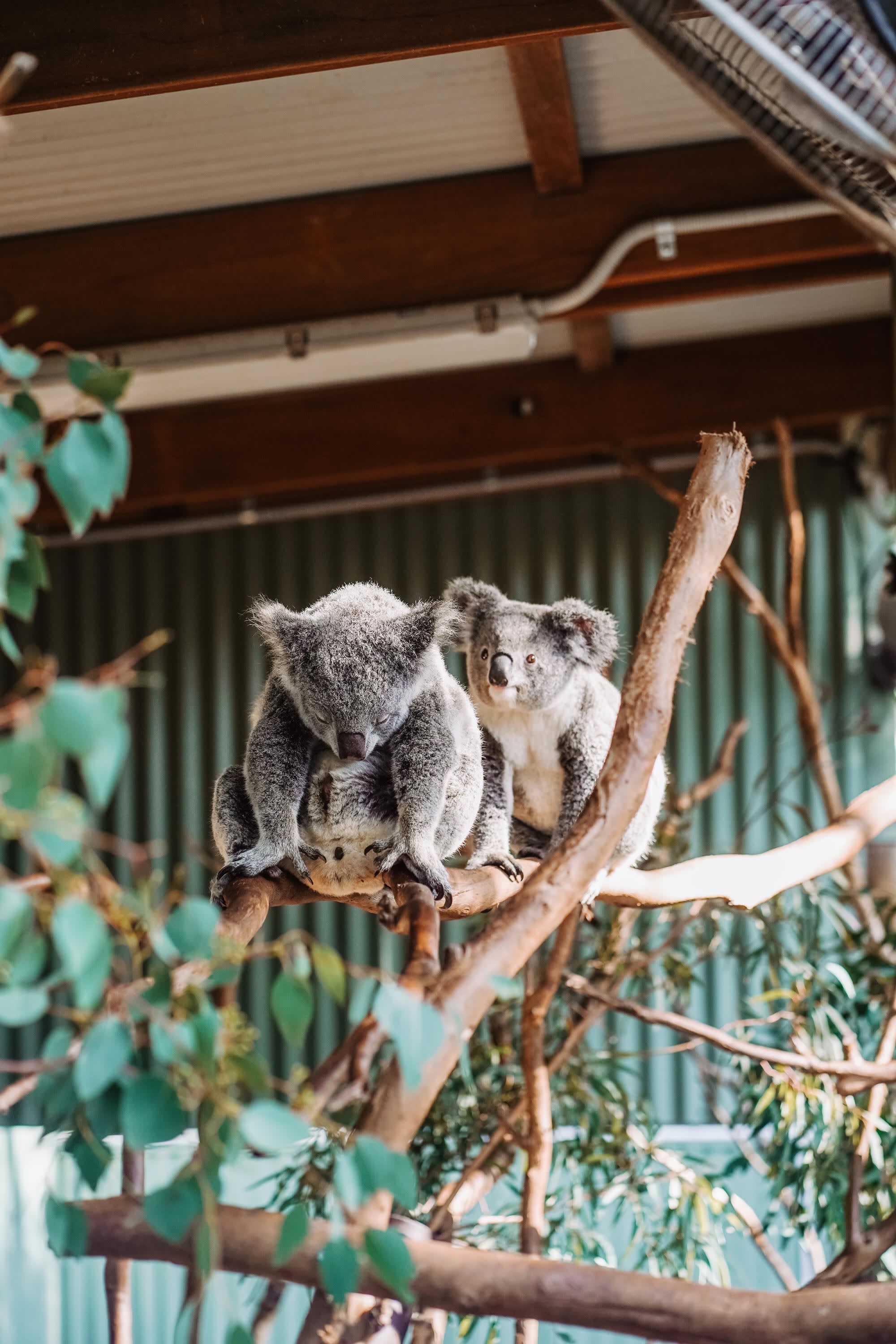 Best of Australia