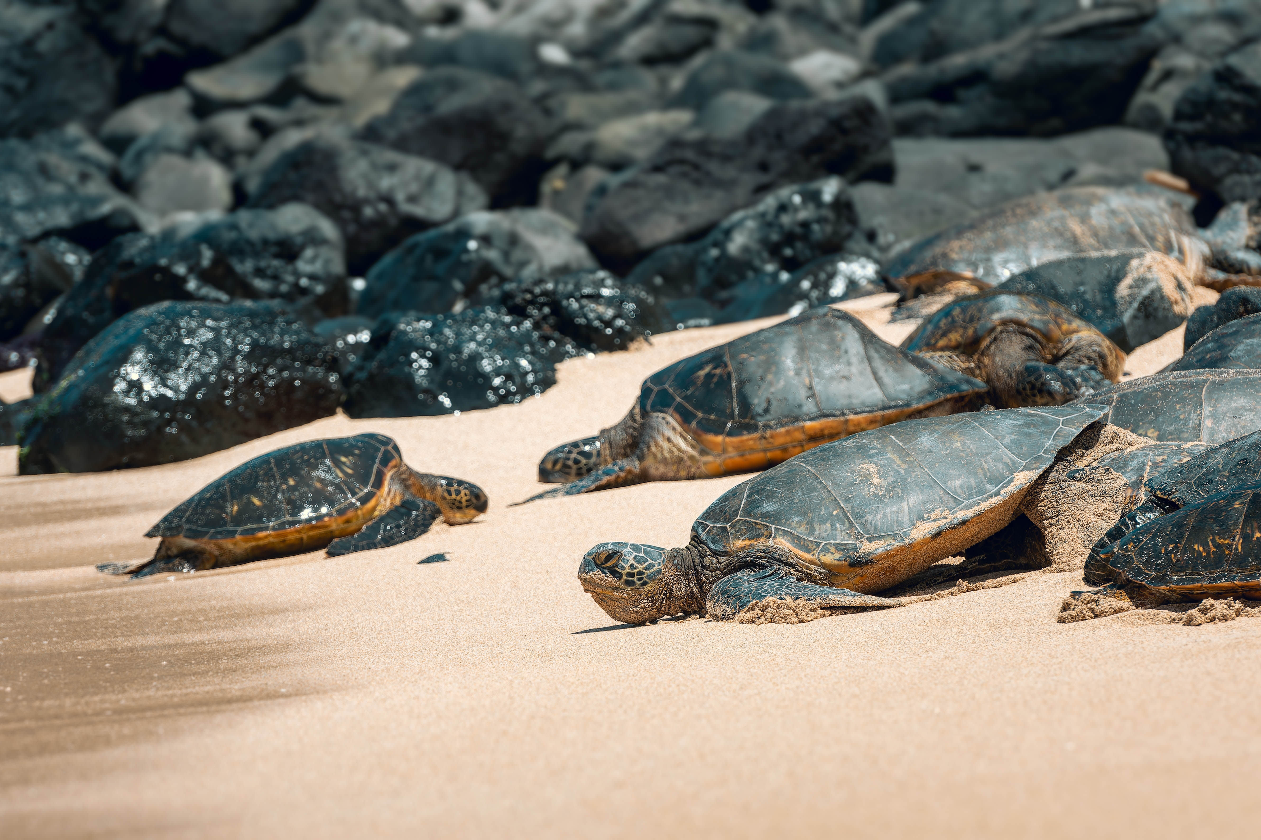 Hawaiian Getaway: Oahu & Maui