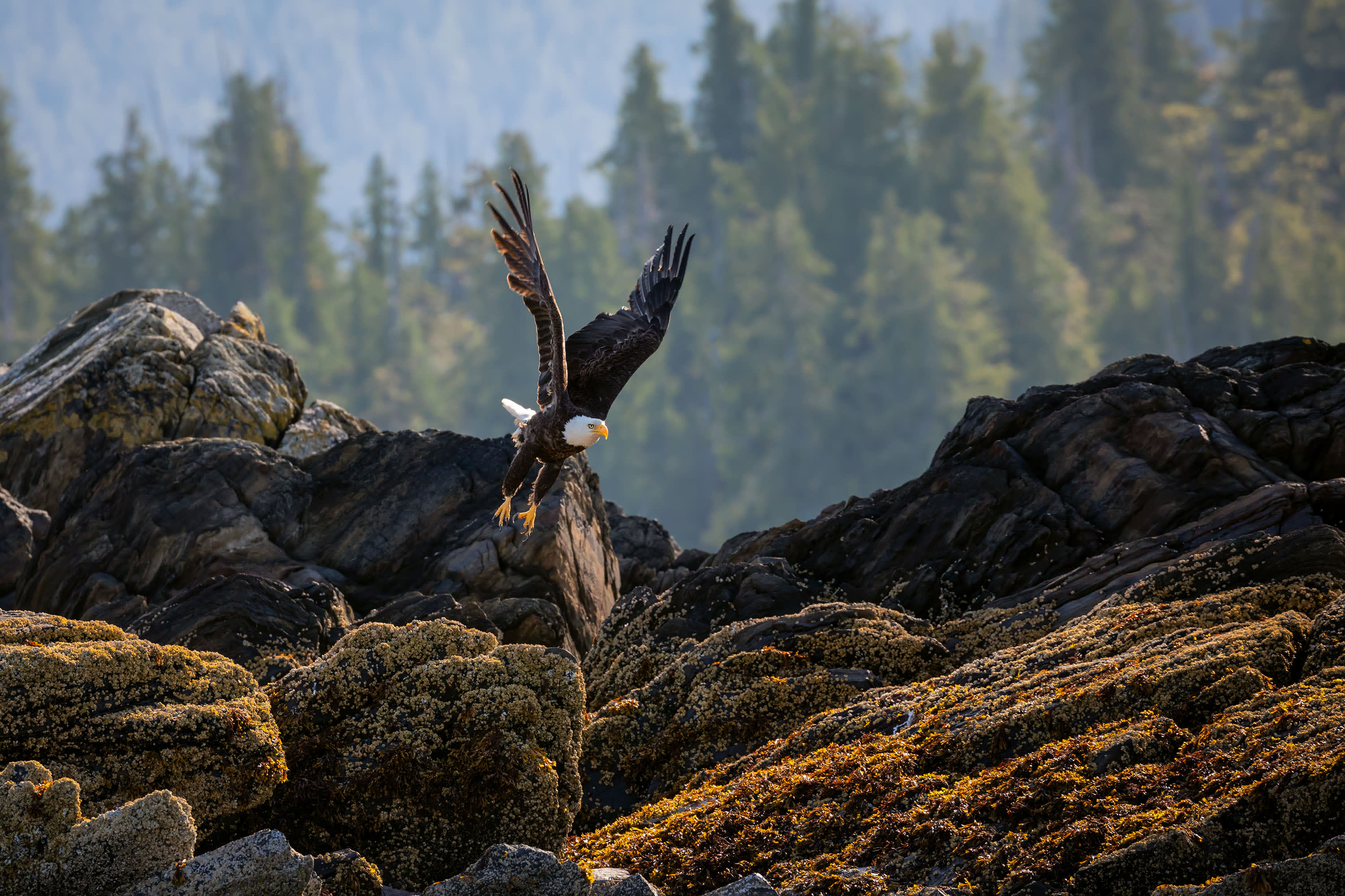 Alaskan Wilderness Cruise: Glaciers, Fjords & Coastal Charm