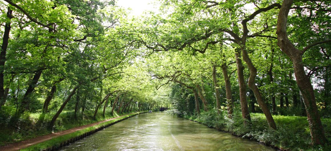 A leafy tunnel of plane trees casts dappled shade over the Canal du Midi, creating a serene and scenic route for boaters exploring southern France.