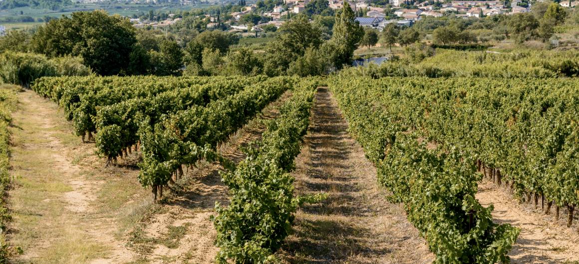 Scenic vineyard near the Canal du Midi, France.